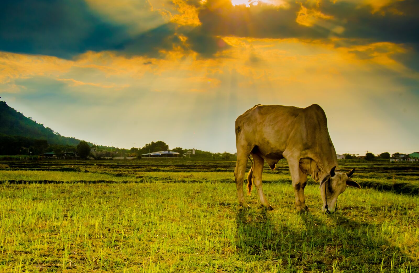 Nikon D5100 sample photo. Cow, animal, eating grass photography