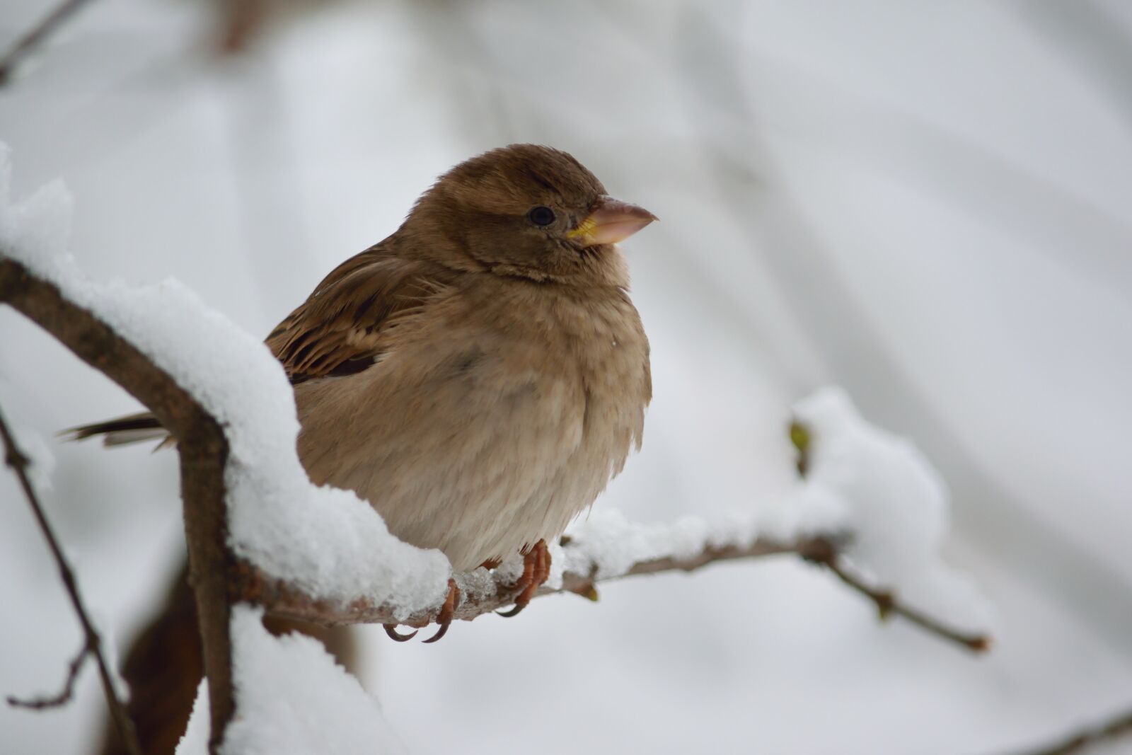 Nikon D5300 sample photo. Sparrow, snow, winter photography