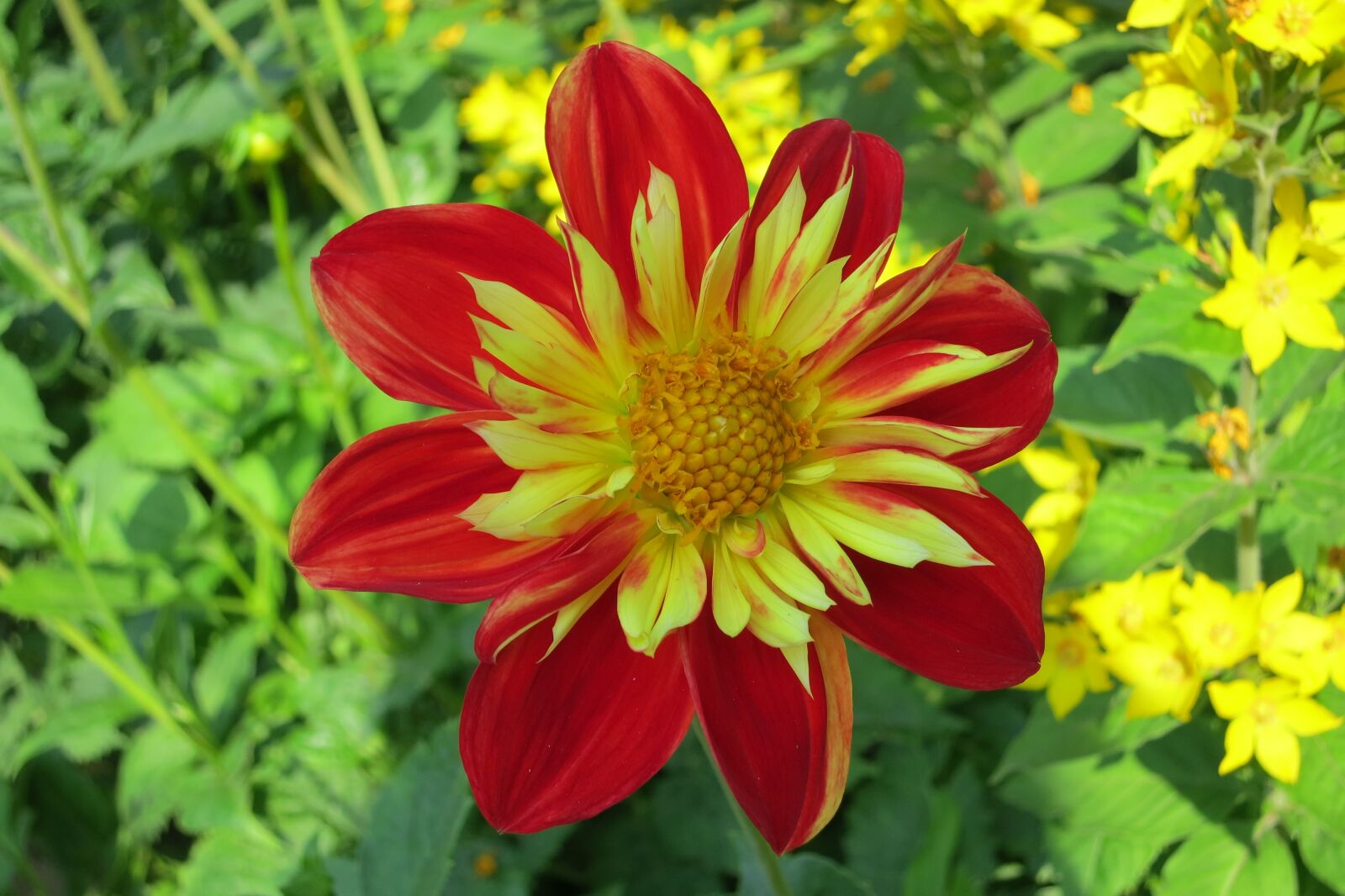 Canon PowerShot S100 sample photo. Dahlia, flower, red yellow photography