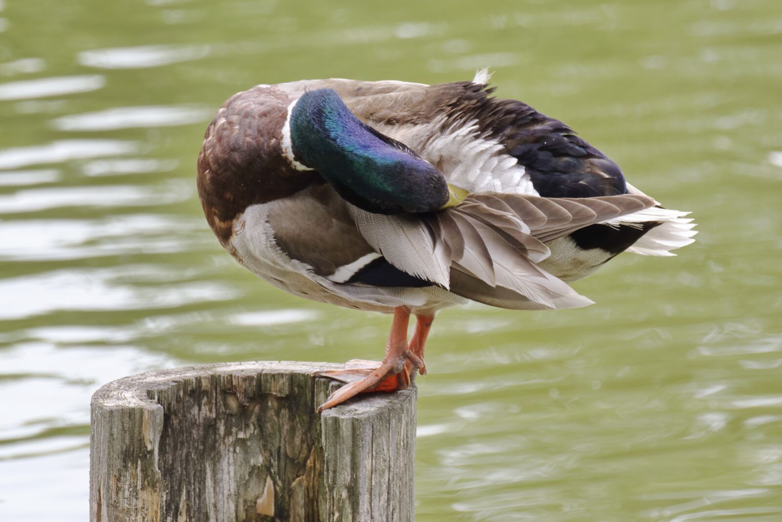Nikon D5300 sample photo. Bird, the duck, male photography