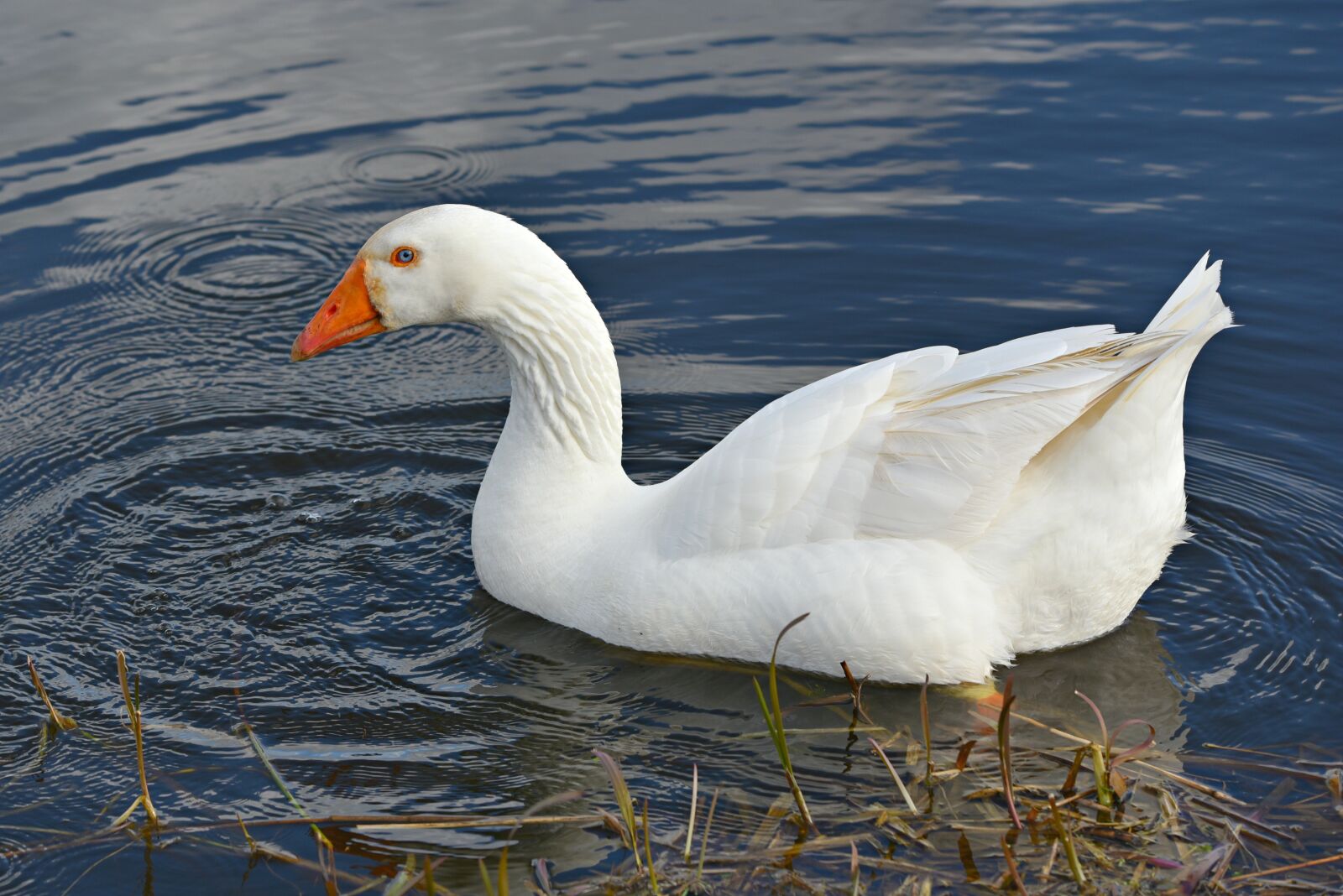 Nikon D750 sample photo. White goose, water bird photography