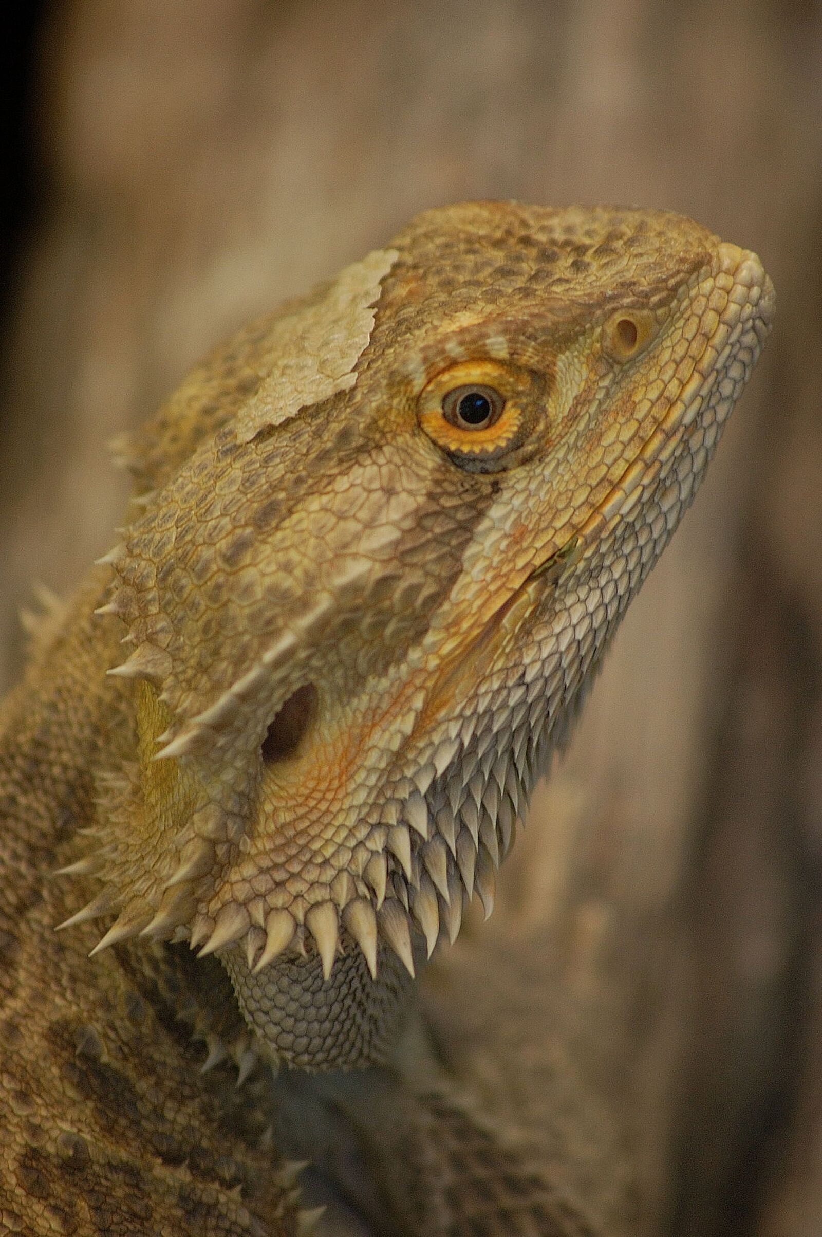 Nikon D40 sample photo. Lizard, bearded dragon, reptile photography