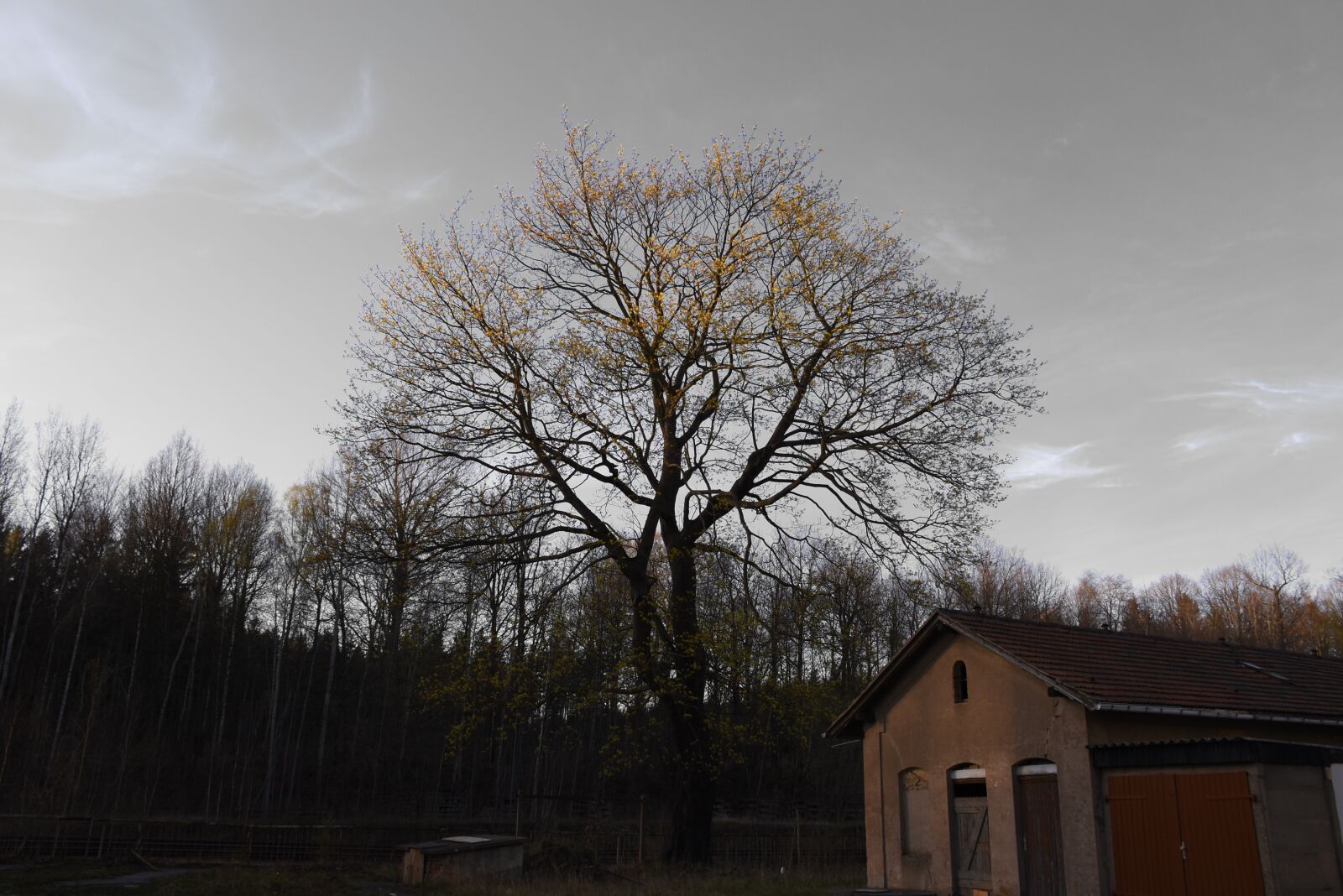 Nikon D5600 sample photo. Yellow, tree, sky photography