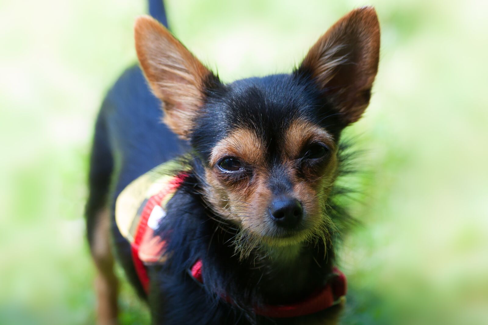 Canon EOS 50D sample photo. Yorkshire terrier, hybrid, chihuahua photography