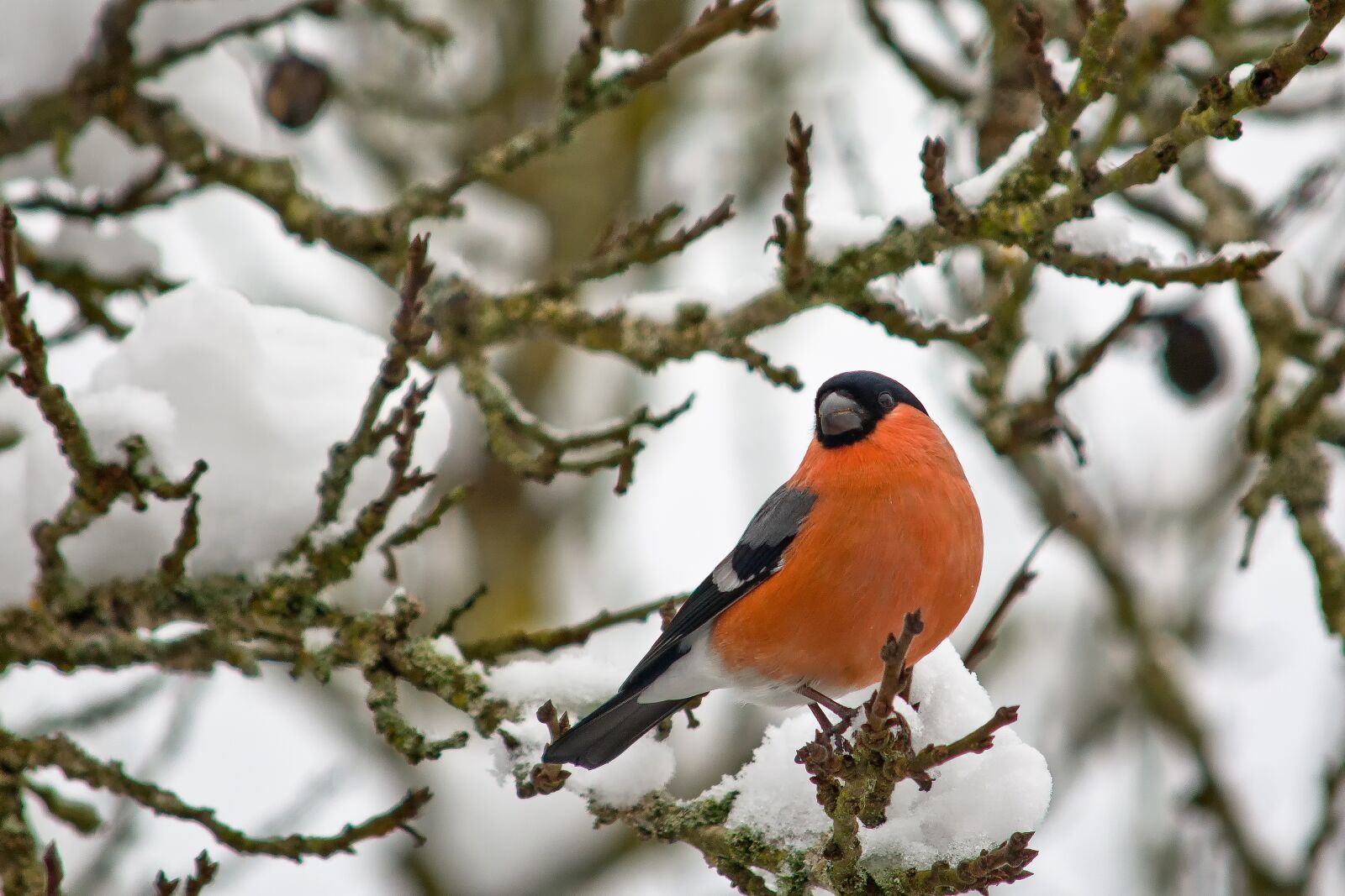 Nikon D7100 sample photo. Bullfinch male, bird, nature photography