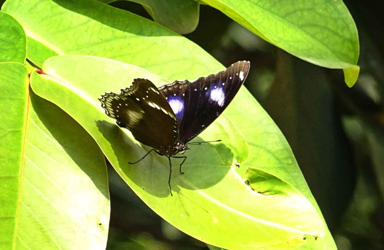 Sony DSC-HX60V sample photo. Butterfly, danaid eggfly, mimic photography