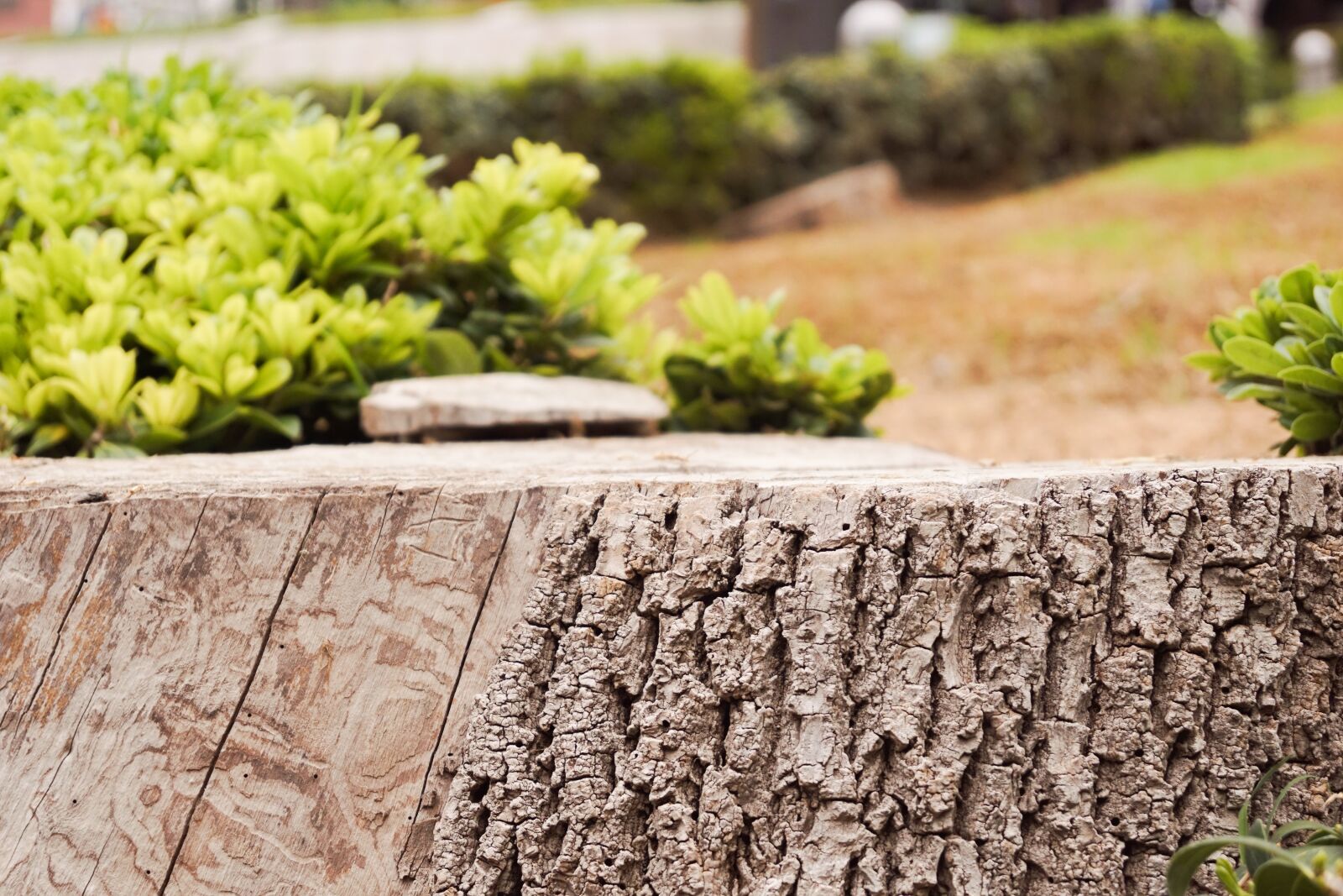 Sony SLT-A68 sample photo. Trunk, wood, nature photography