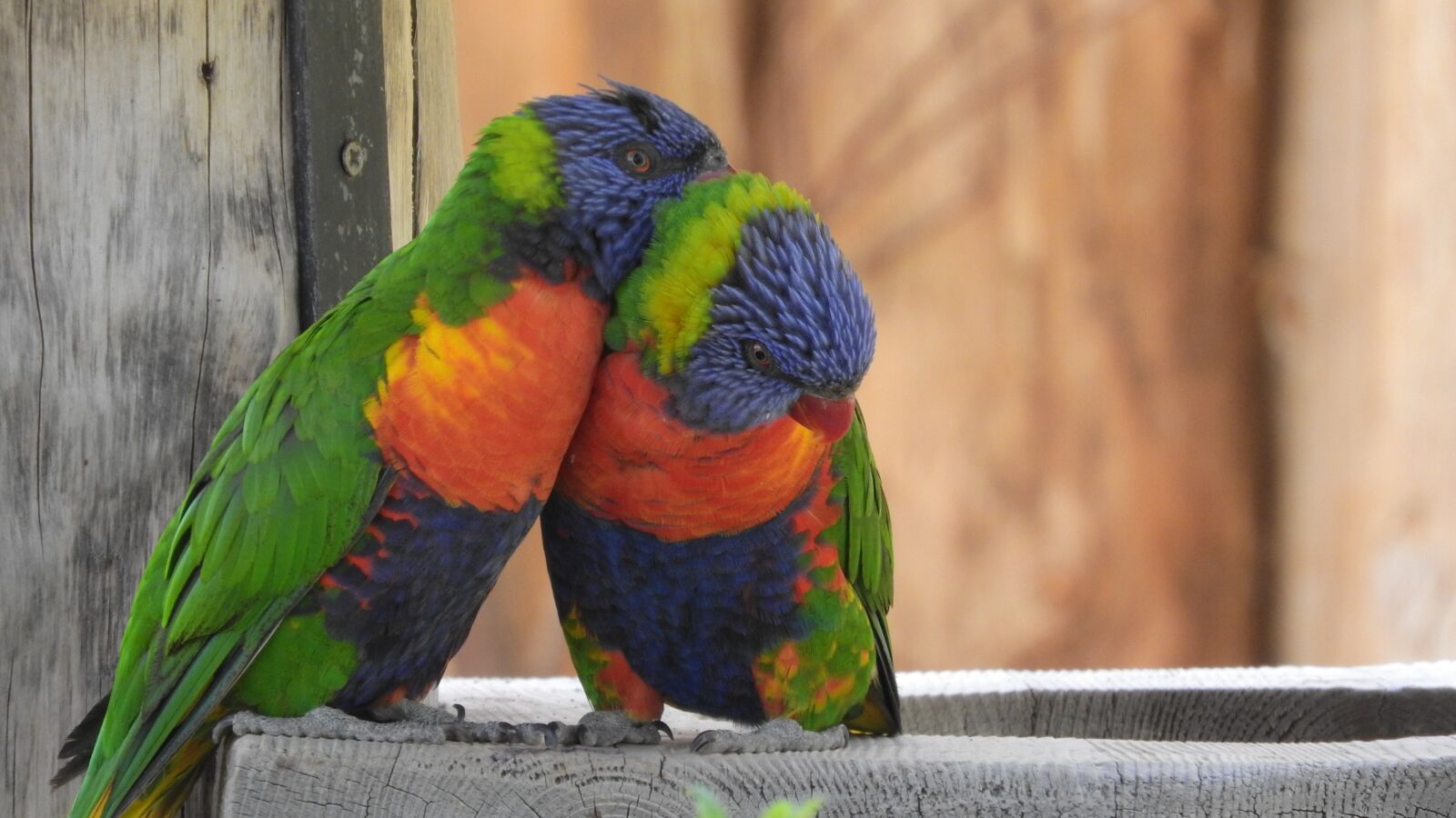 Nikon Coolpix P610 sample photo. Lori, lori mountain, parrot photography
