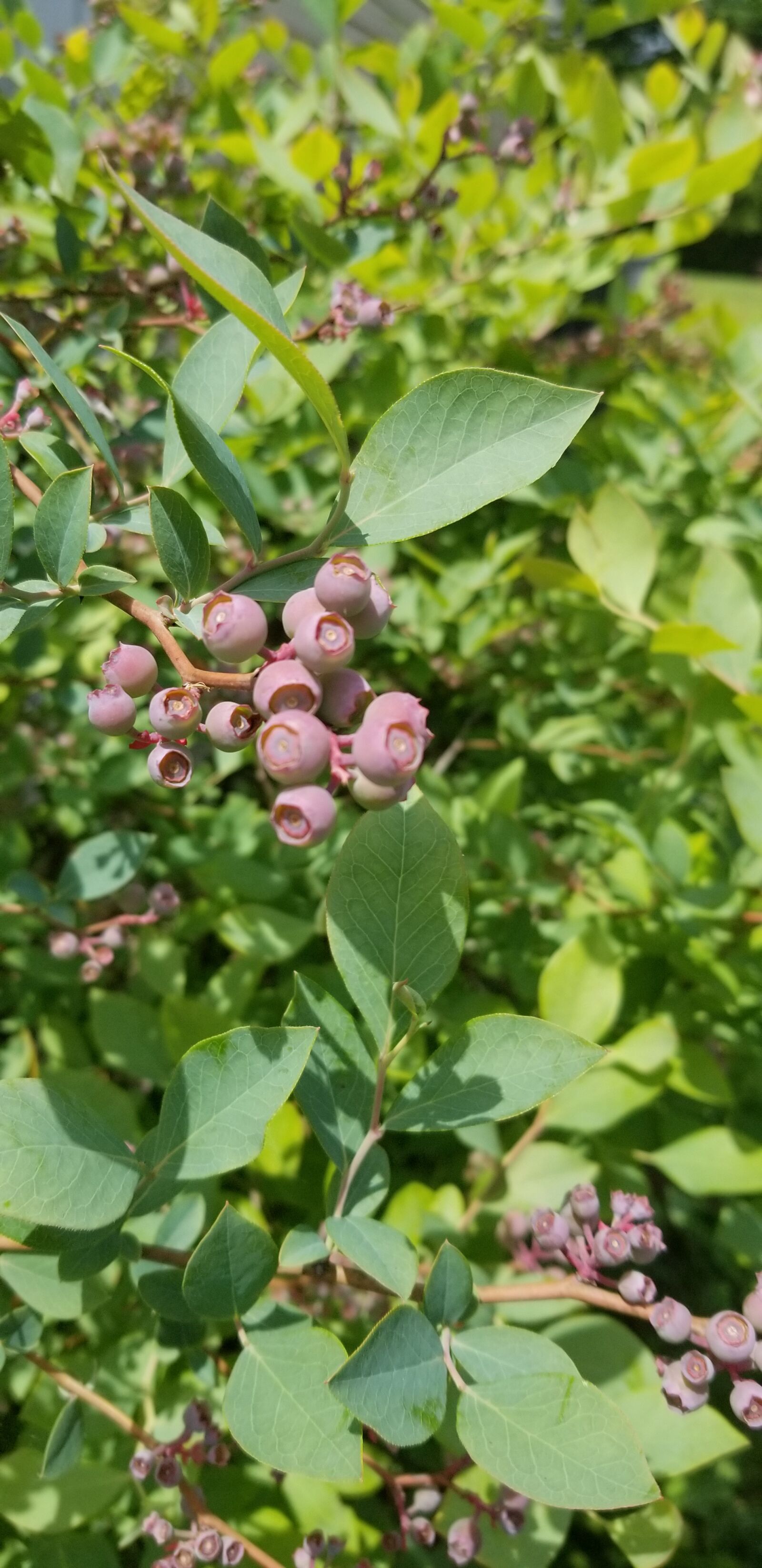 Samsung Galaxy S8 sample photo. Blueberry, bush, nature photography