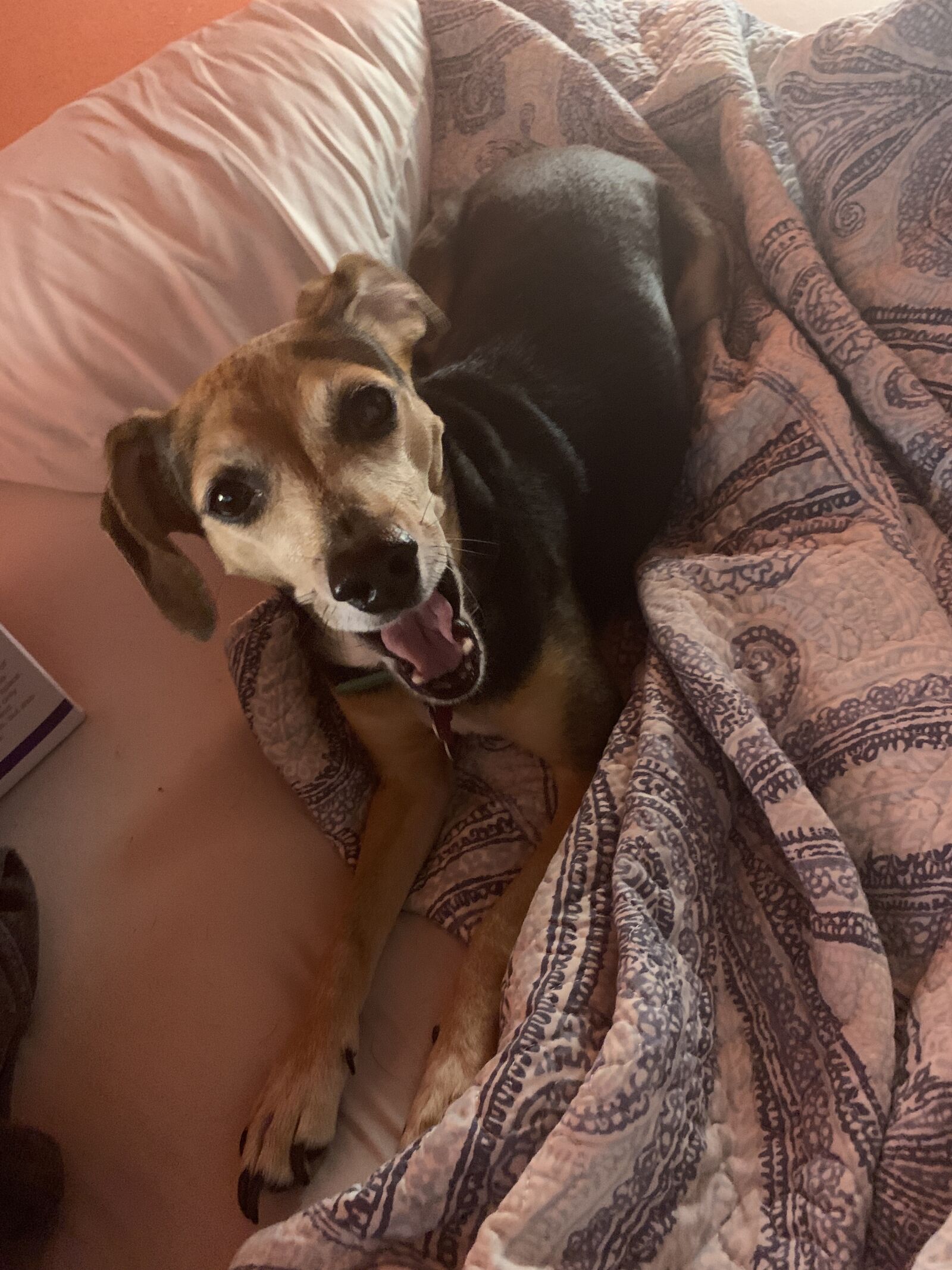iPhone XS Max back dual camera 4.25mm f/1.8 sample photo. Dog, yawning, yawn photography