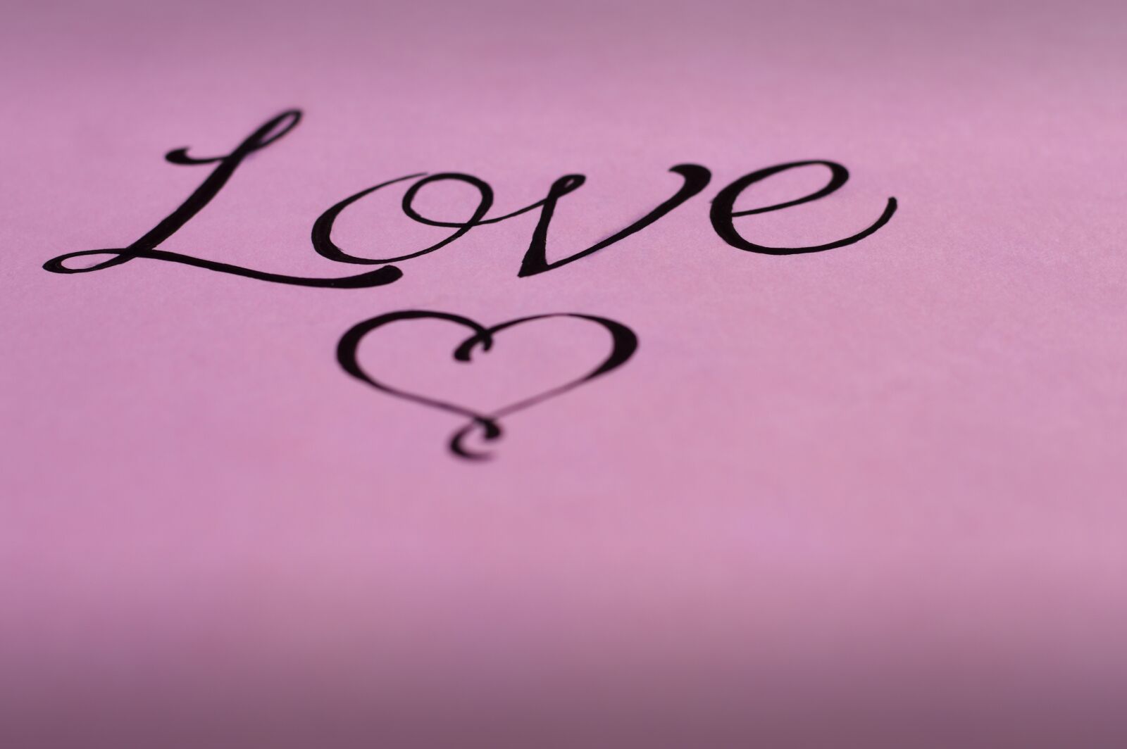 Nikon D3200 sample photo. Lyrics, february, rosa photography