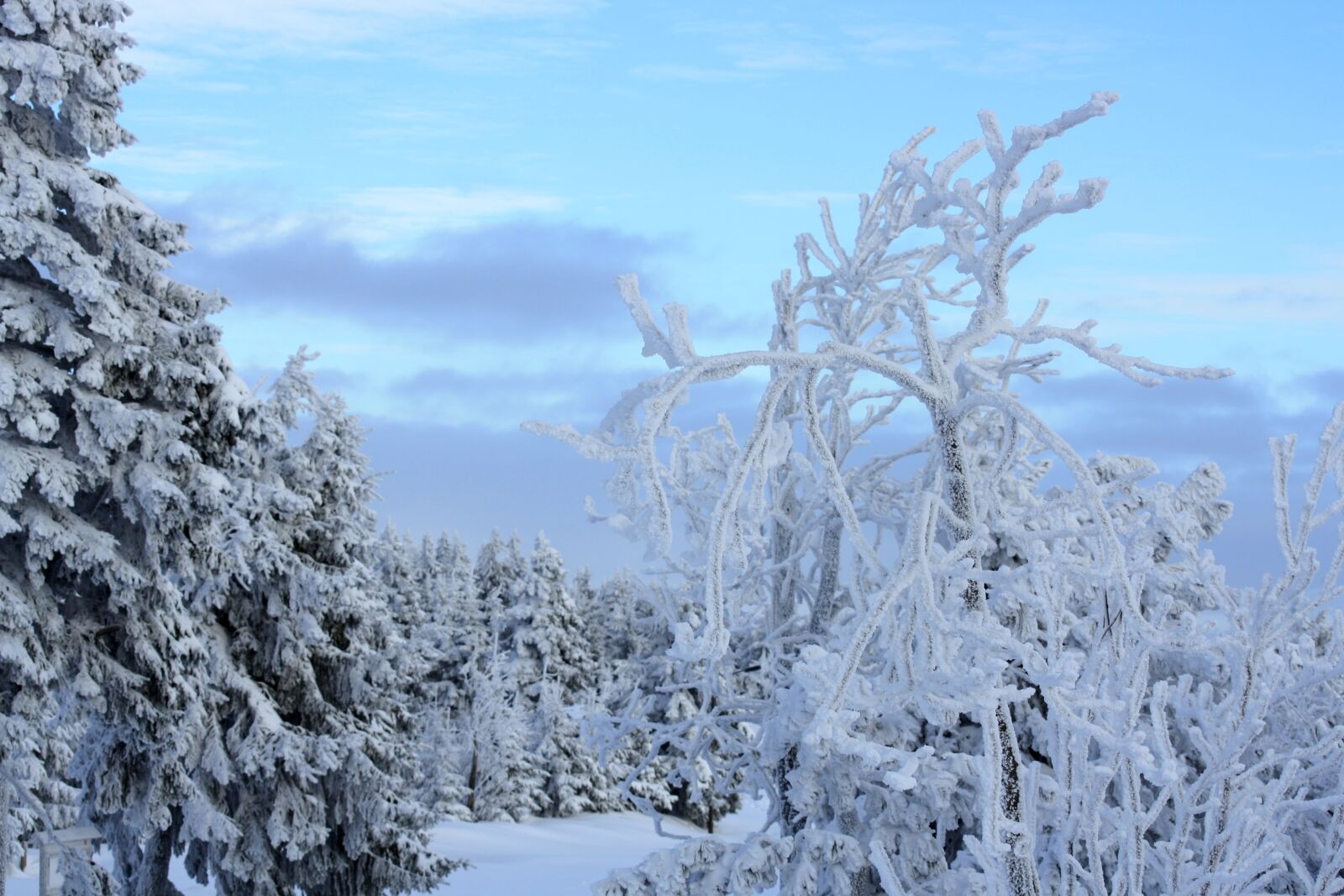 Canon EOS 1000D (EOS Digital Rebel XS / EOS Kiss F) sample photo. Fichtelberg, ice age, december photography