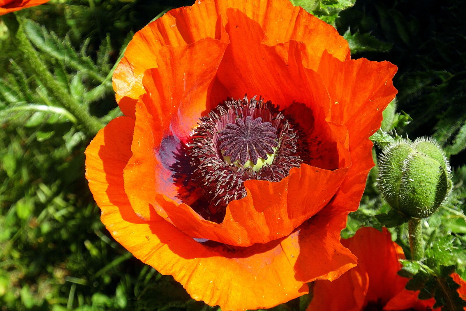 Samsung WB750 sample photo. Poppy, flower, red photography