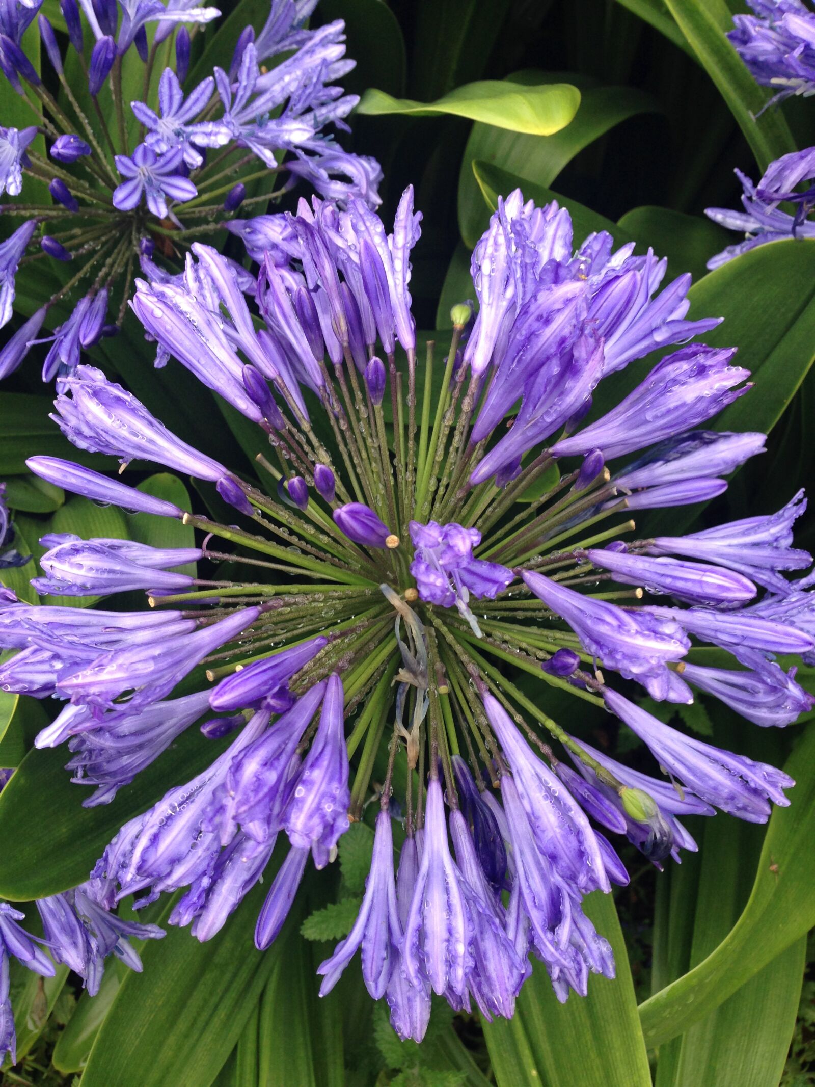 iPhone 5c back camera 4.12mm f/2.4 sample photo. Flower, purple, nature photography