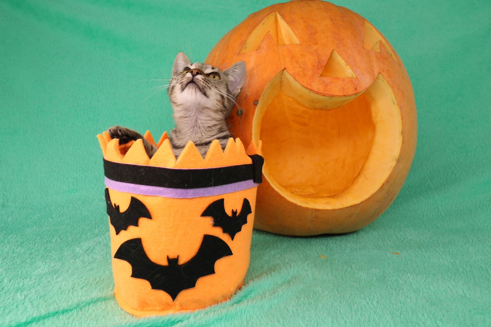 Canon EOS 750D (EOS Rebel T6i / EOS Kiss X8i) sample photo. Cat, halloween, pet photography