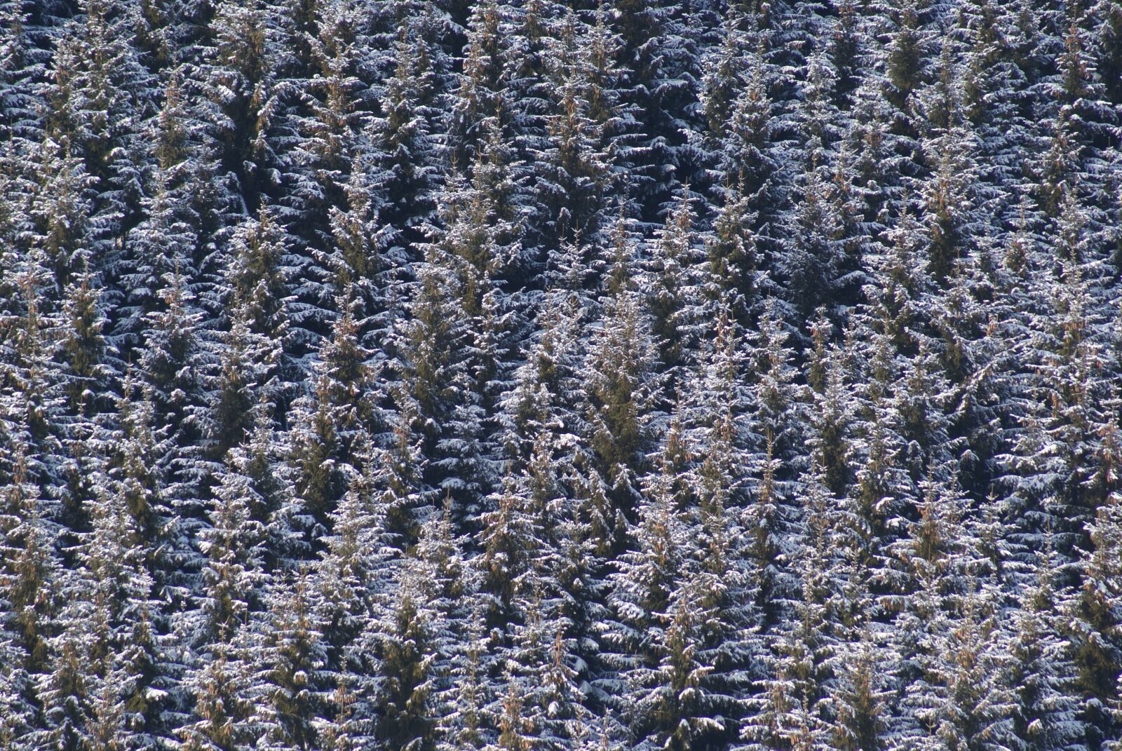 Sony Alpha DSLR-A200 sample photo. Trees, forest, snow photography