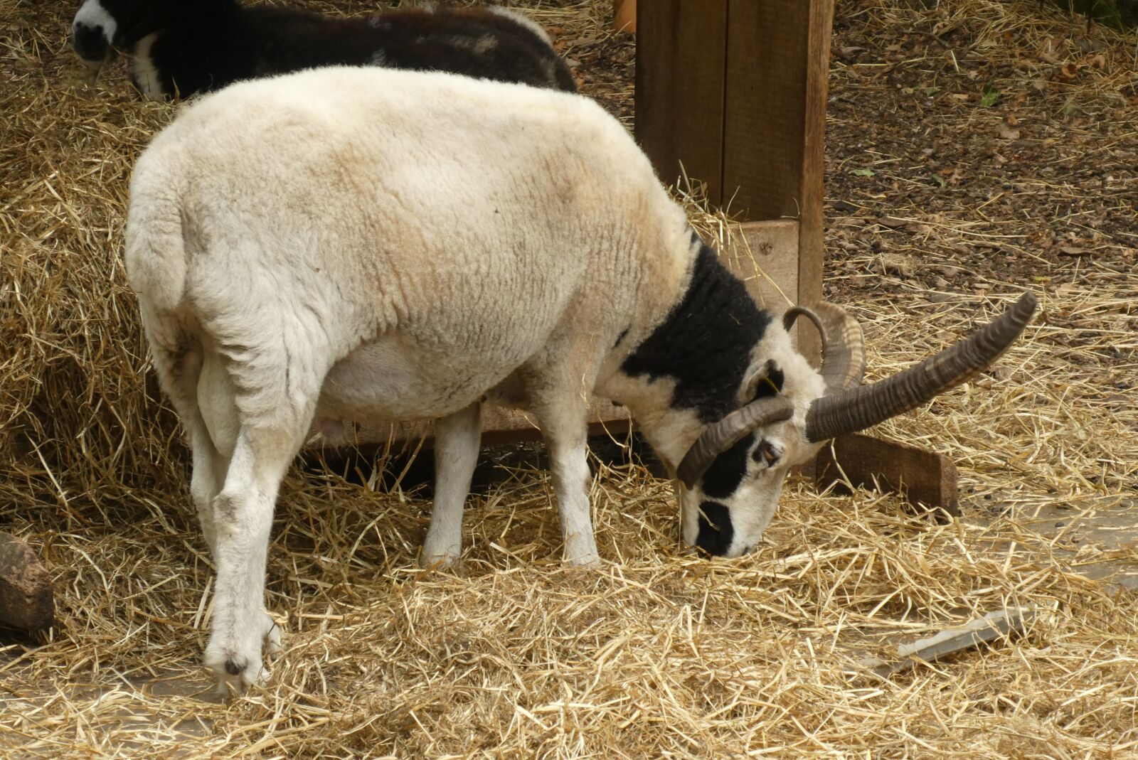 Panasonic Lumix DC-ZS70 (Lumix DC-TZ90) sample photo. Sheep, horns, cattle photography