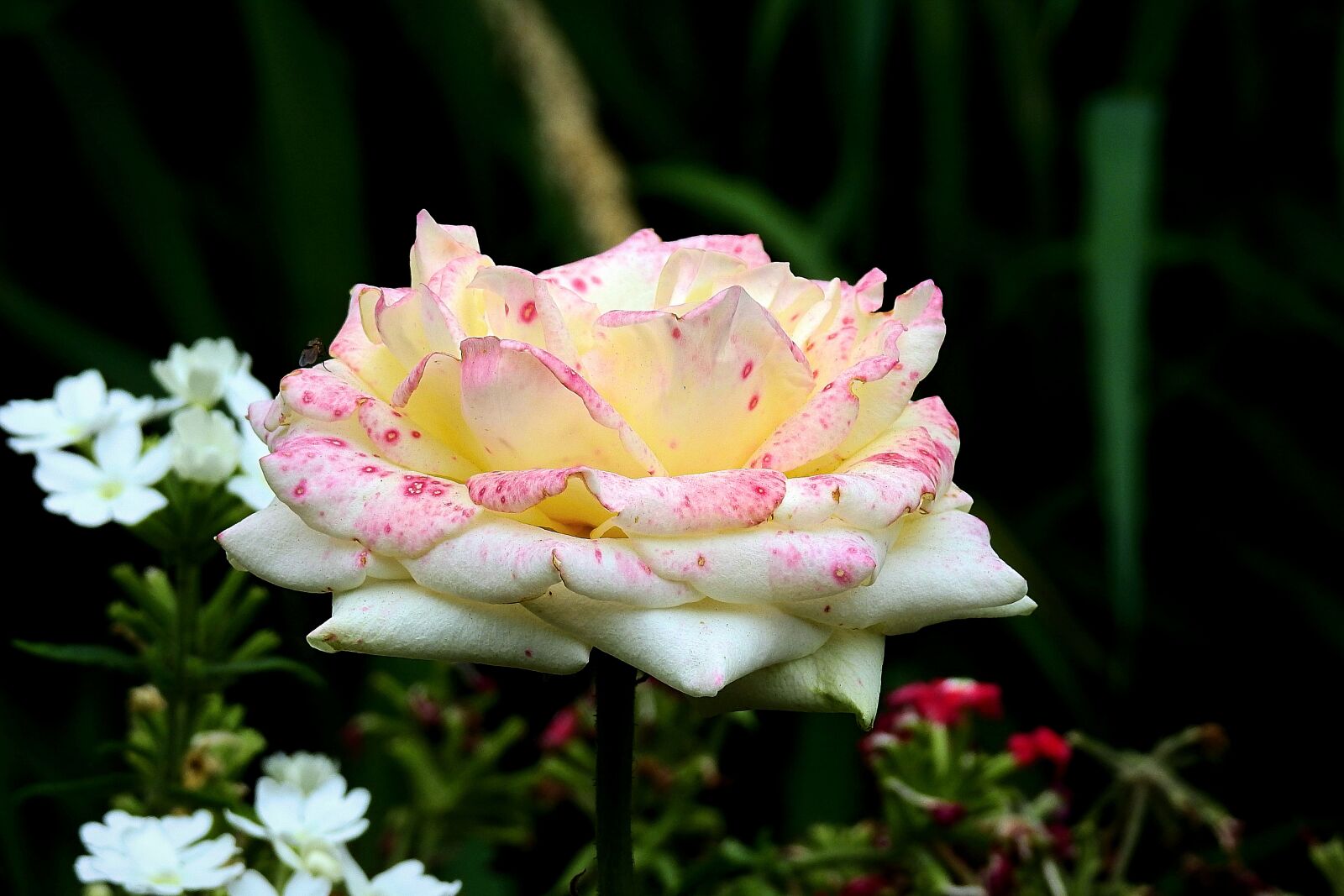 Nikon Coolpix P900 sample photo. Rose, flower, petals photography