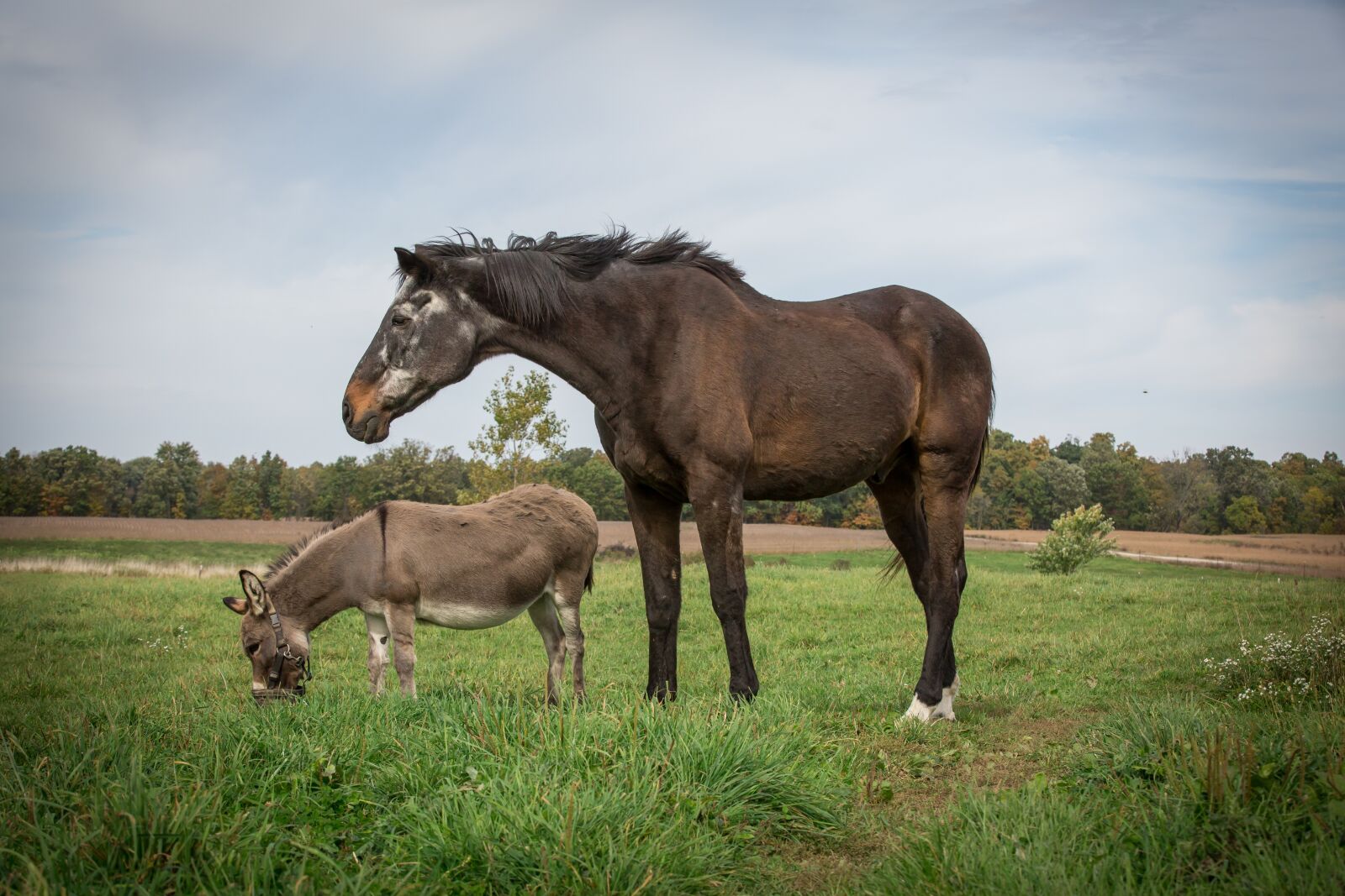 Canon EOS 5D Mark III sample photo. Horse, equine, donkey photography