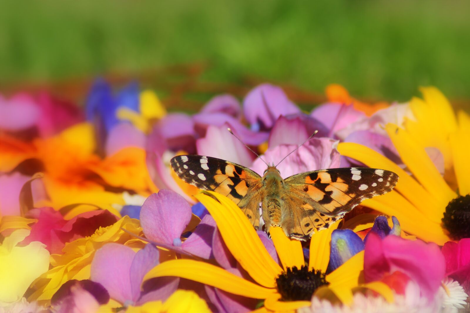 Canon EOS 1300D (EOS Rebel T6 / EOS Kiss X80) sample photo. Vanessa cardui, butterfly, insect photography