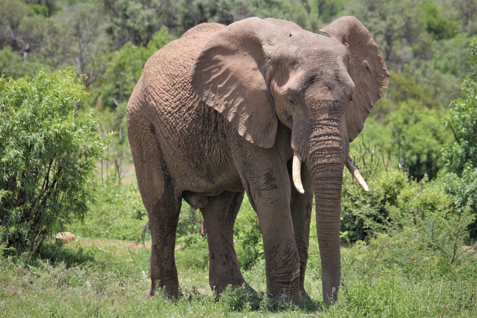 Canon EOS 60D sample photo. African, elephant, bull photography