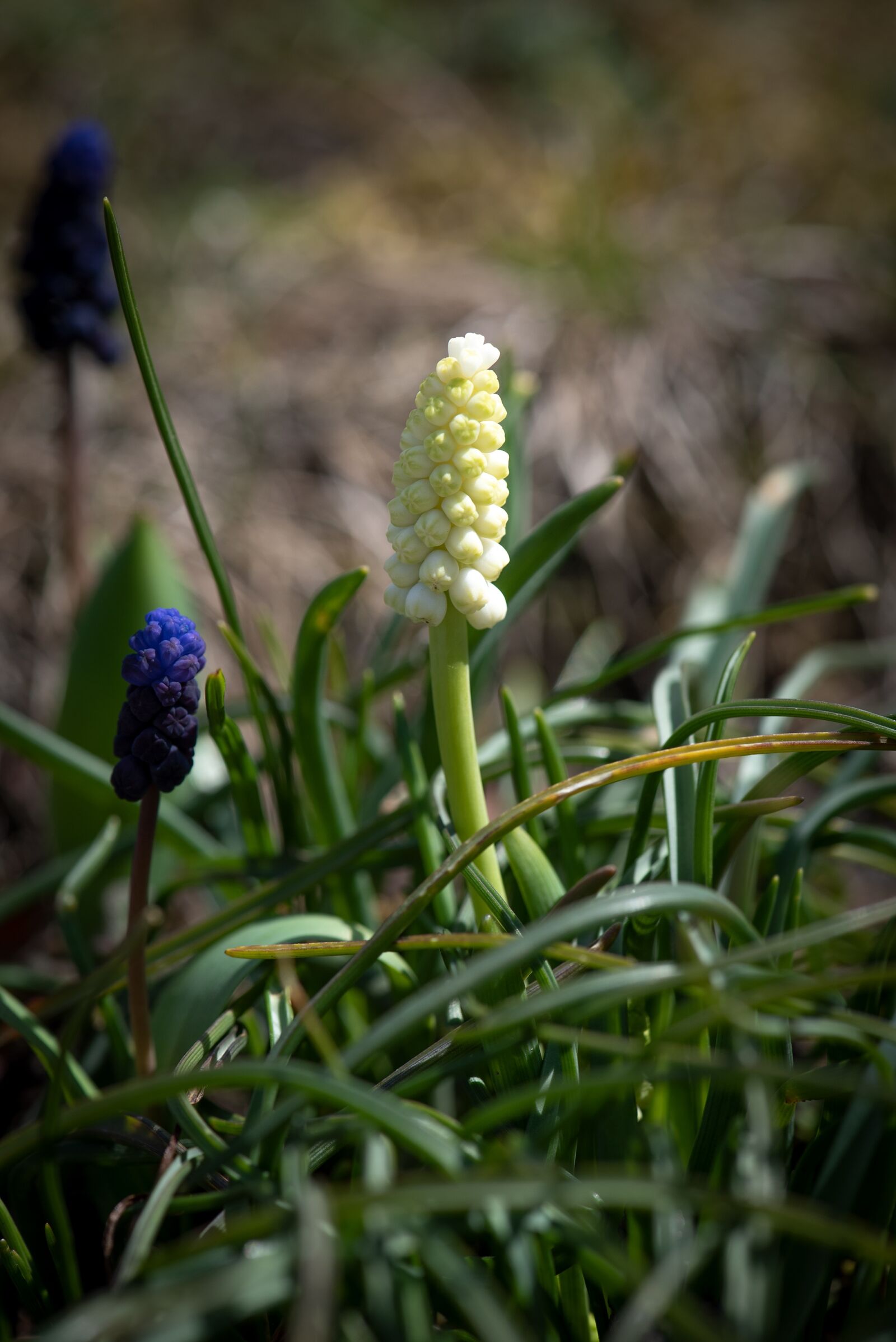 Nikon D750 sample photo. Hyacinth, small, muscari photography