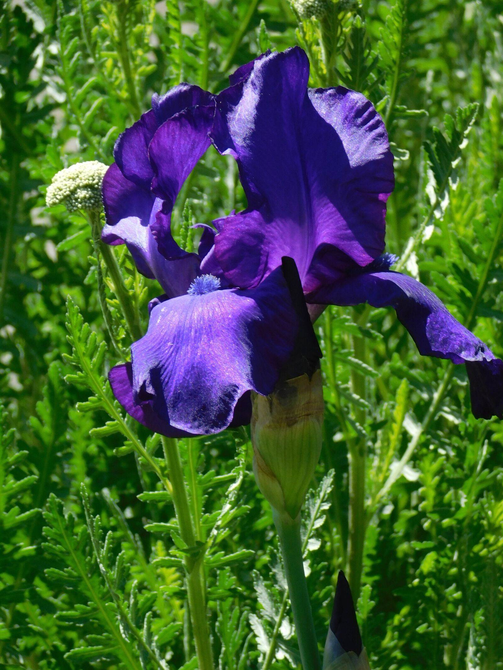 Nikon Coolpix B500 sample photo. Iris, purple, floral photography