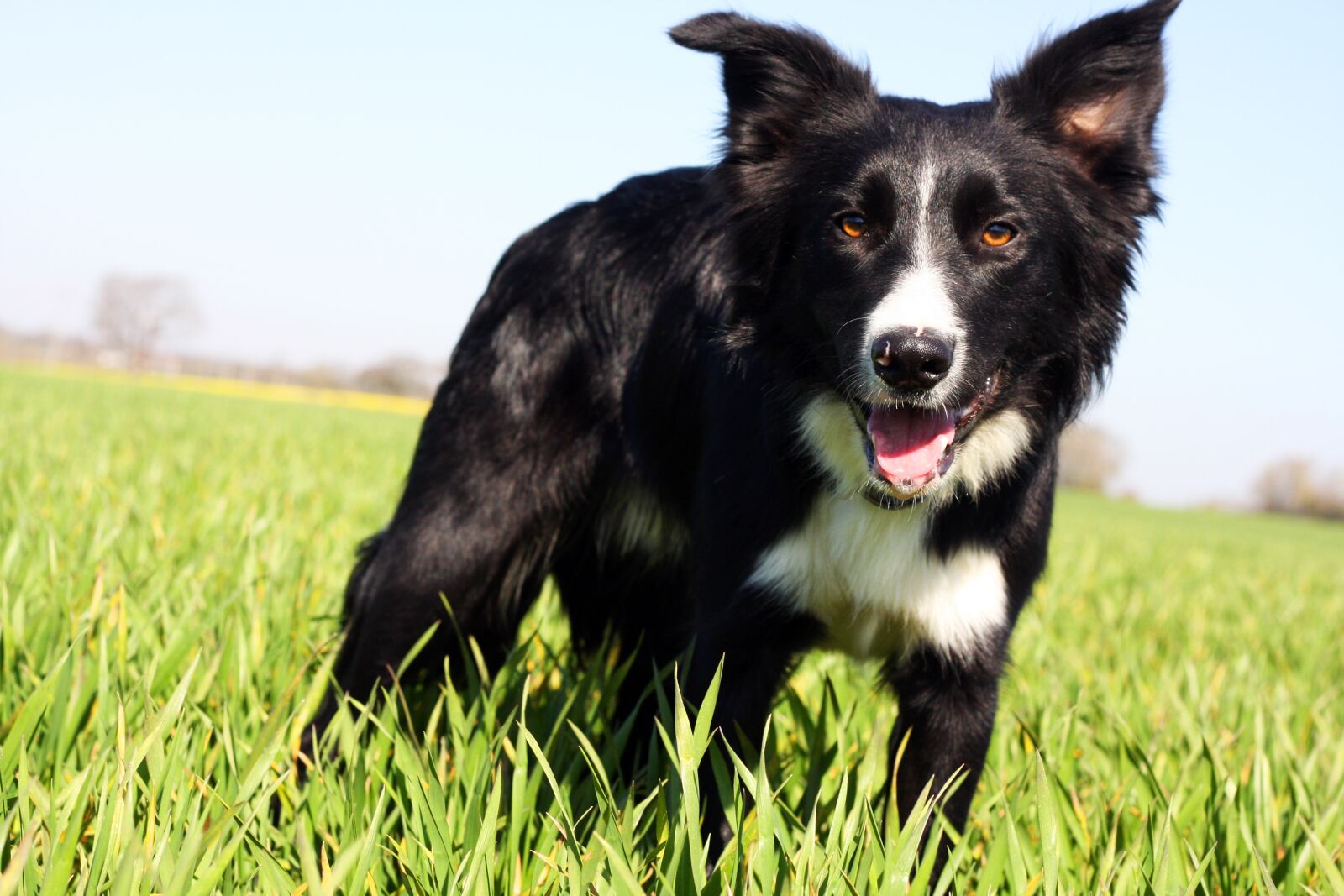 Canon EOS 40D sample photo. Border collie, dog, collie photography
