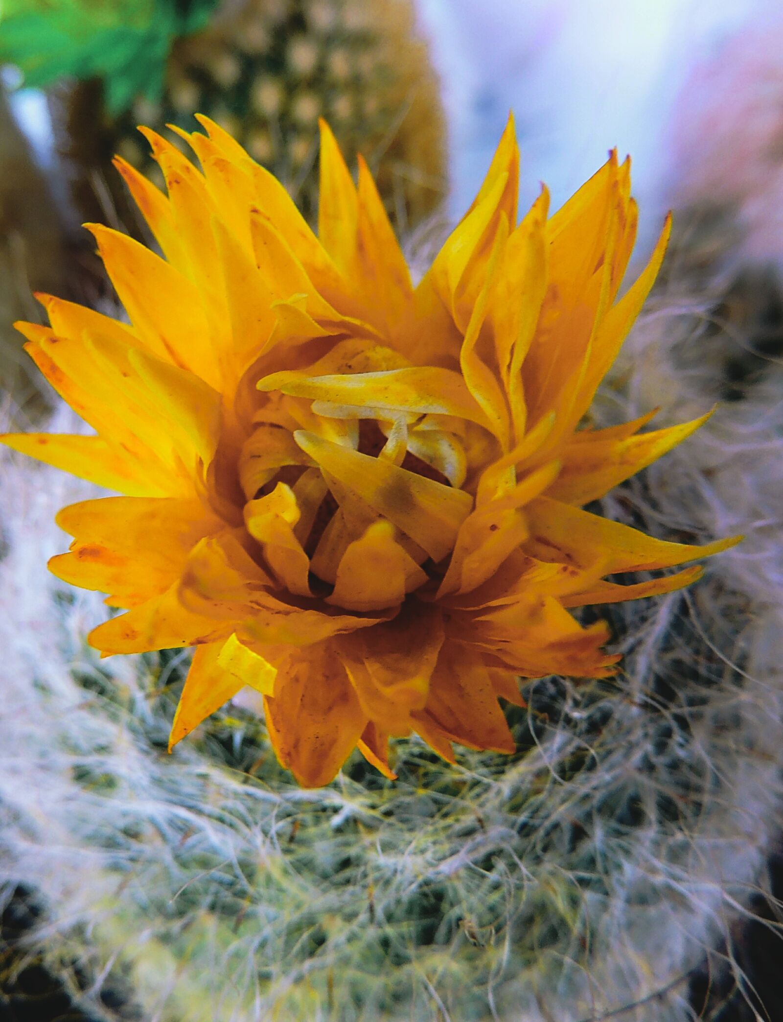 Nikon Coolpix P510 sample photo. Cactus, yellow, flower photography