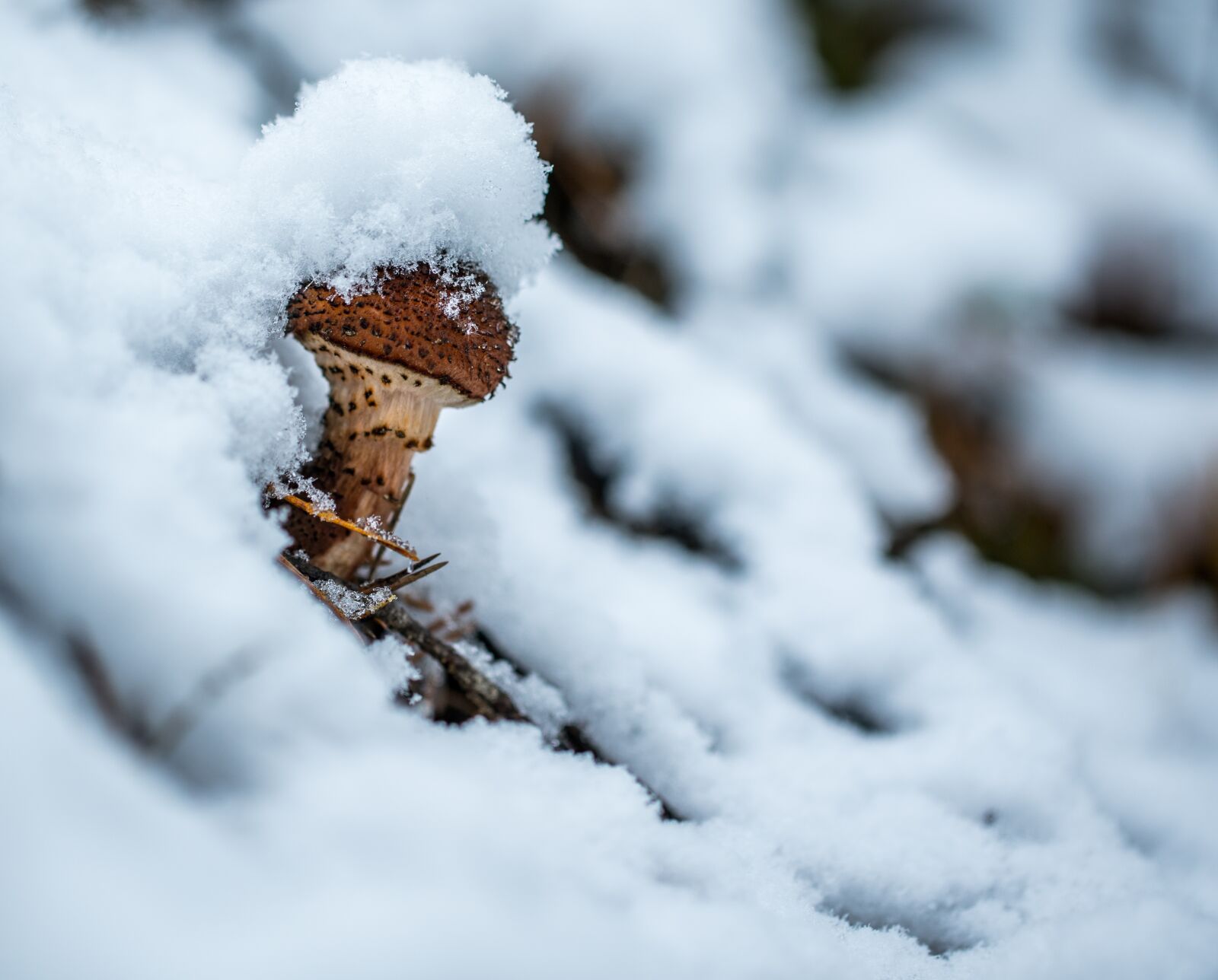 Sony a7R II + Canon EF 100mm F2.8L Macro IS USM sample photo. Winter, snow, snow cap photography