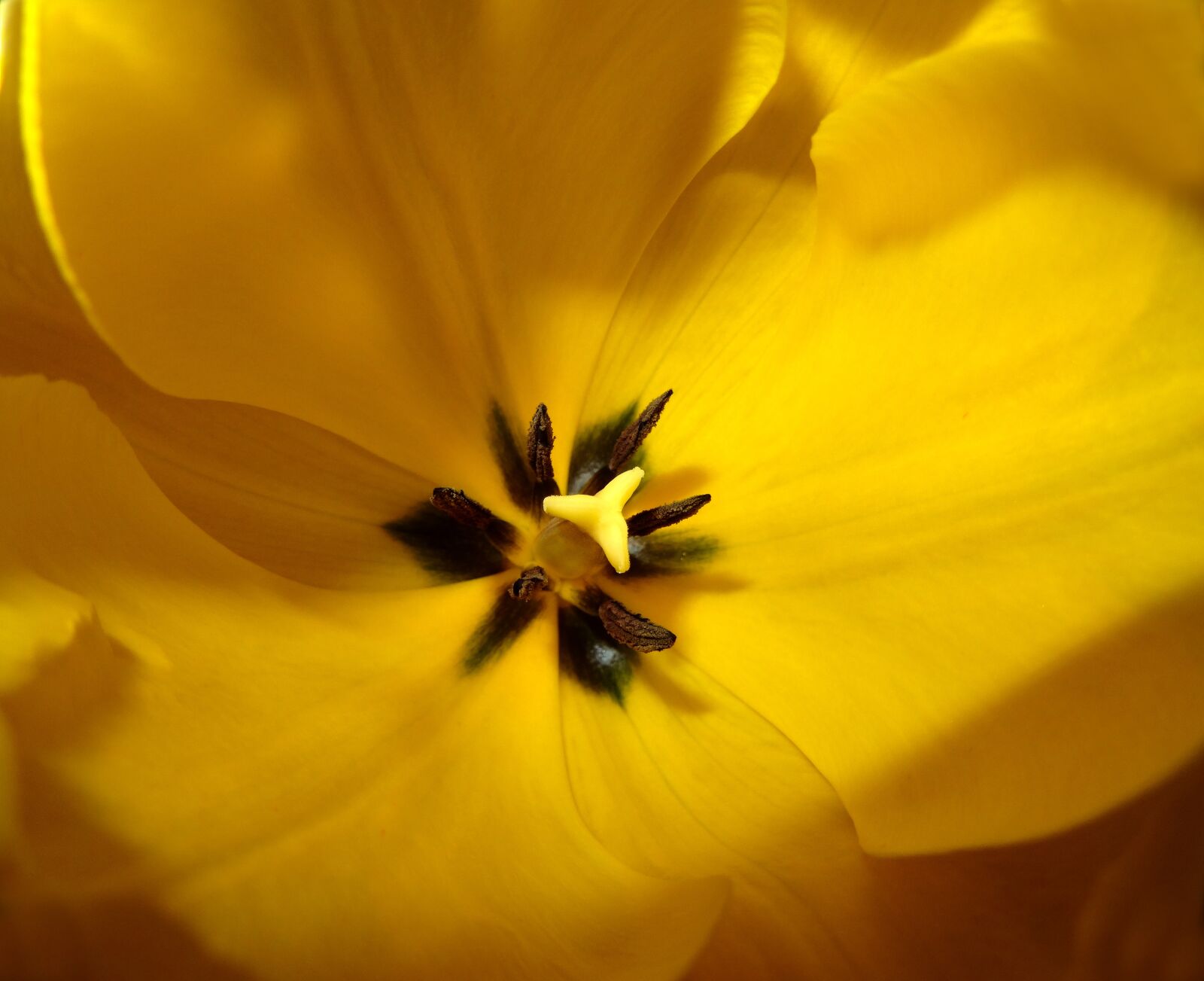Sony DSC-HX50 sample photo. Flower, nature, plant photography
