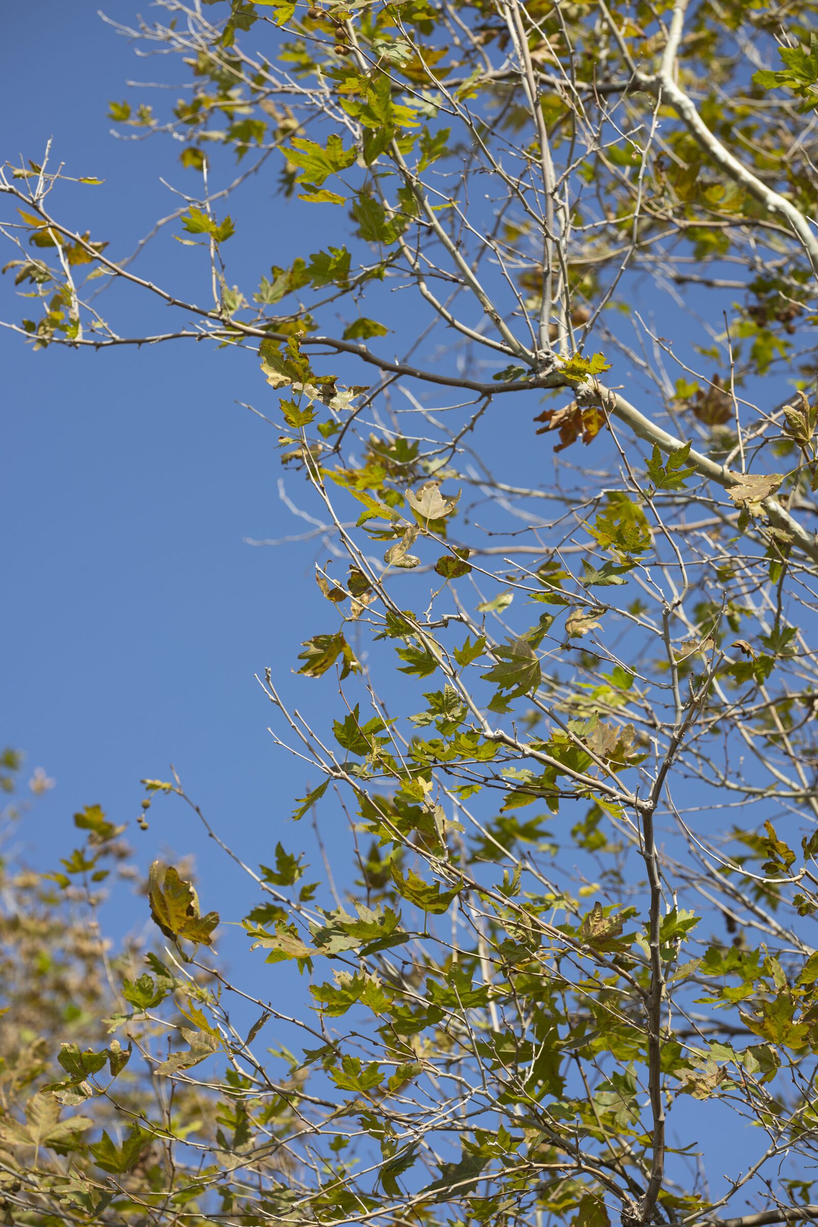 Canon RF 85mm F1.2L USM sample photo. Tree, nature, leaves photography