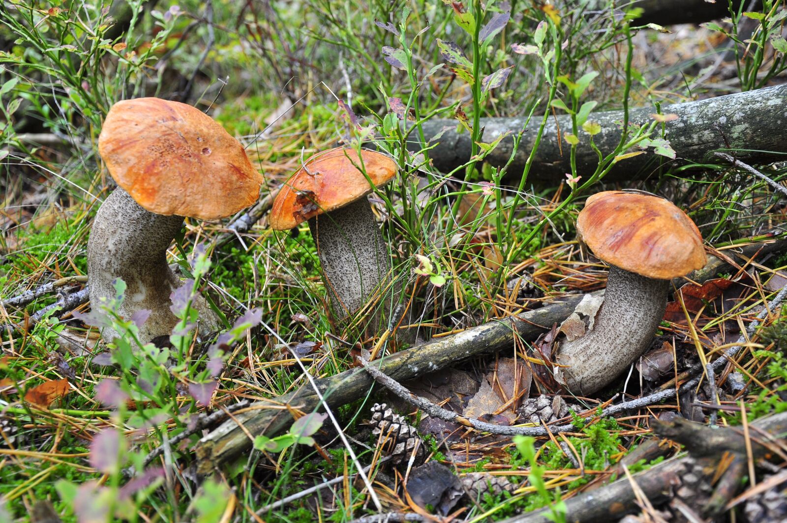 Nikon D90 sample photo. Redcap, noble rot, bavaria photography
