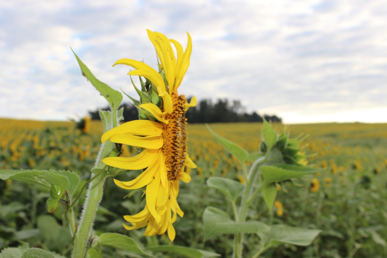 Canon EOS 600D (Rebel EOS T3i / EOS Kiss X5) sample photo. Sunflower, blooming, flower photography