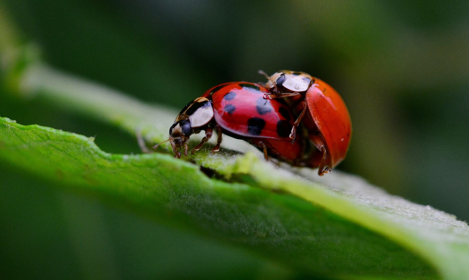 Nikon D5200 sample photo. Ladybug, pairing, nature photography