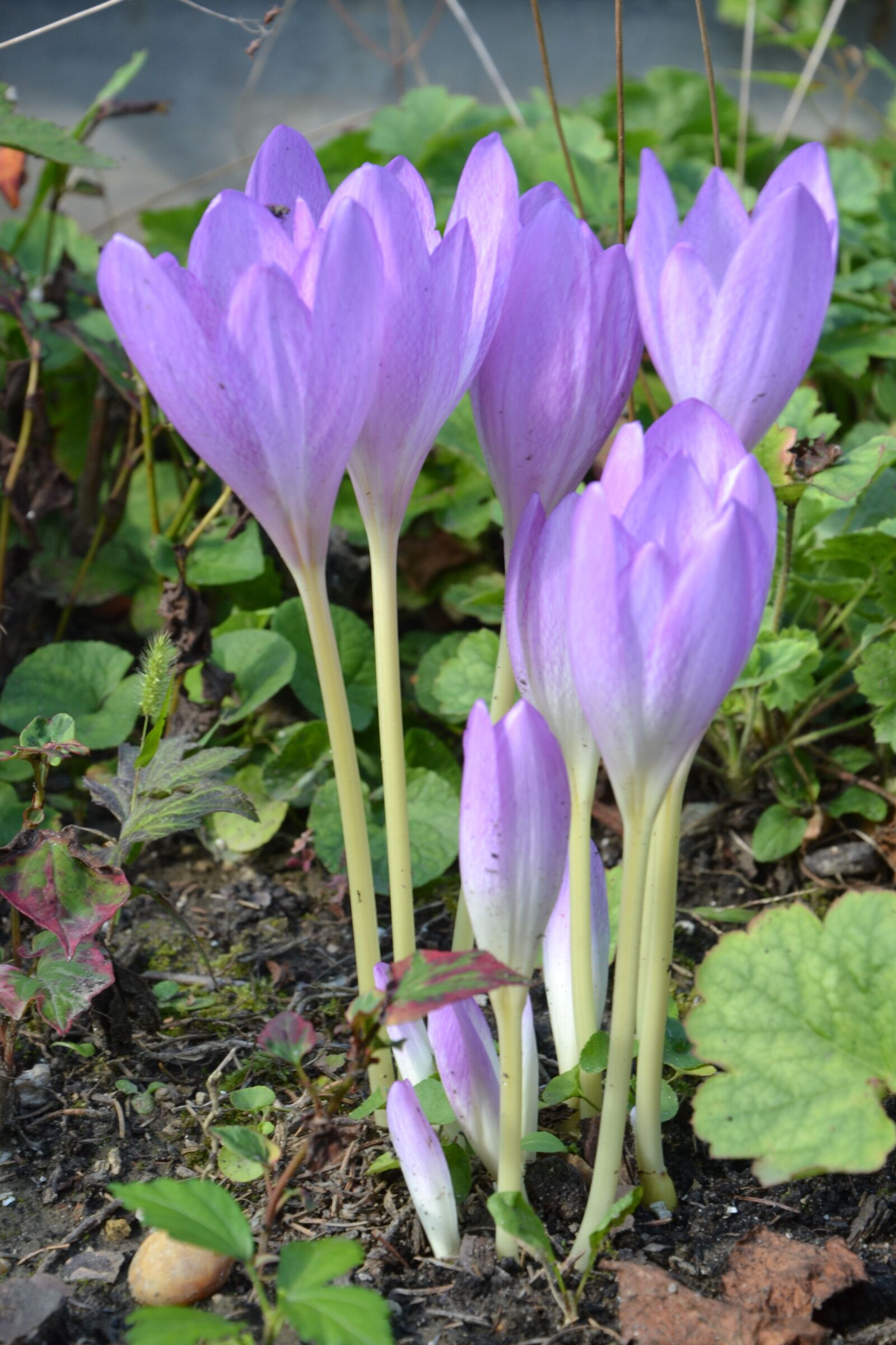 Nikon D3100 sample photo. Flower, legally protected, autumn photography