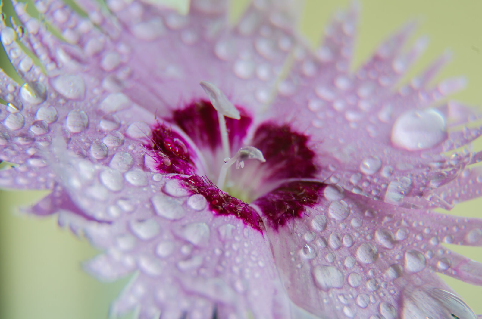 Nikon D5100 sample photo
