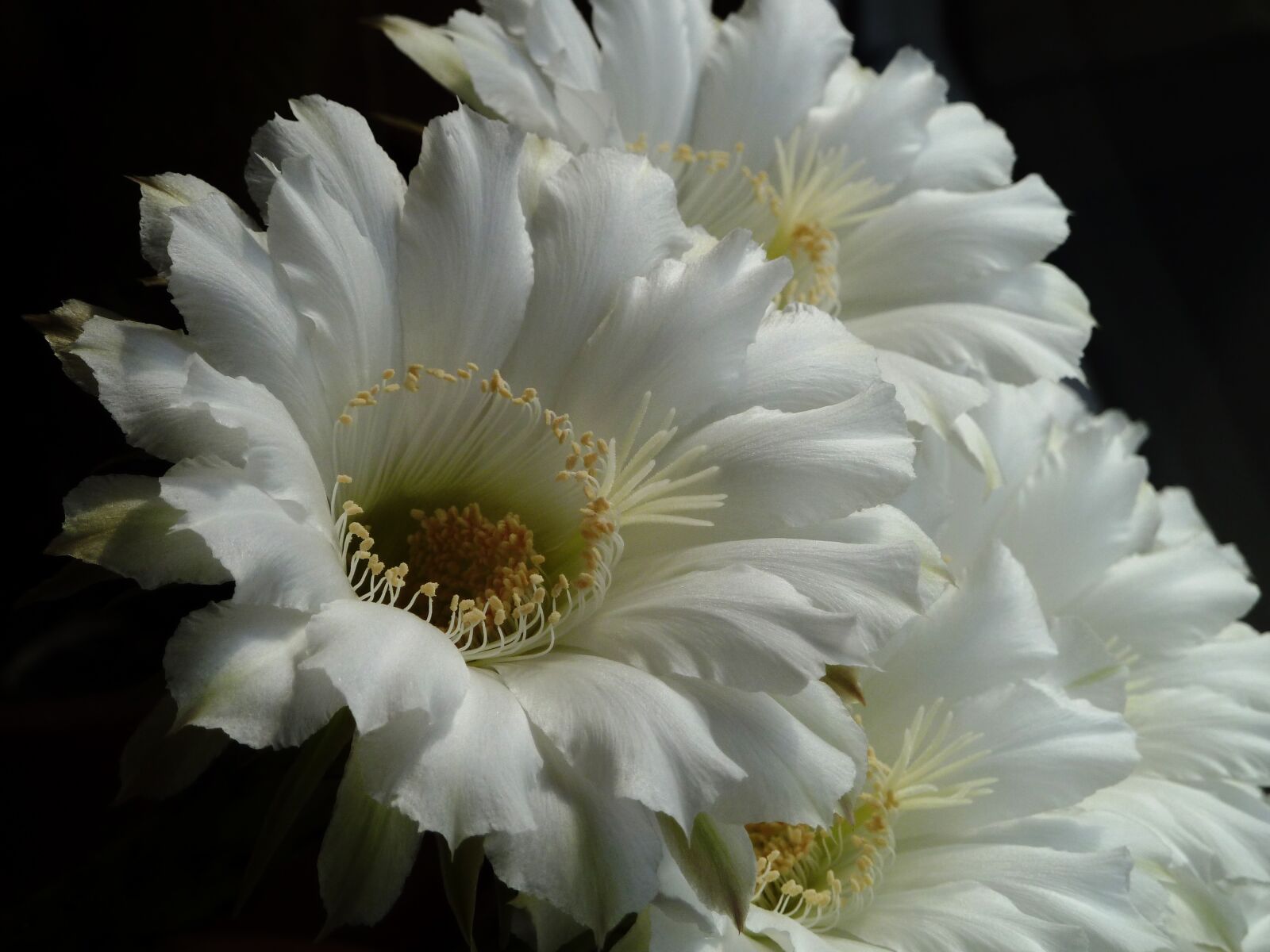 Panasonic Lumix DMC-ZS7 (Lumix DMC-TZ10) sample photo. Blossom, bloom, cactus photography