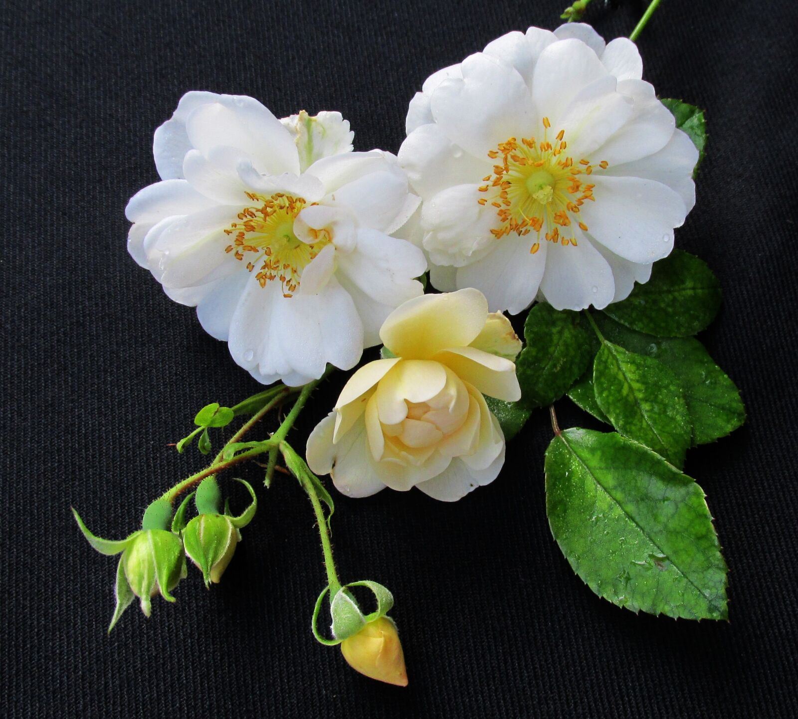 Canon PowerShot SX170 IS sample photo. Rose, white, flower photography