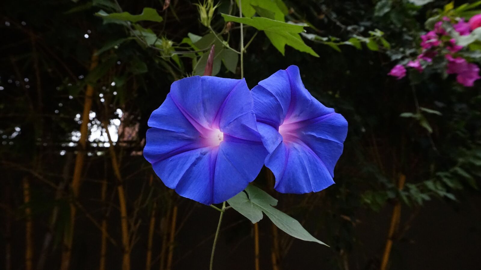 Sony Alpha a5000 (ILCE 5000) sample photo. Flower, blue, color photography