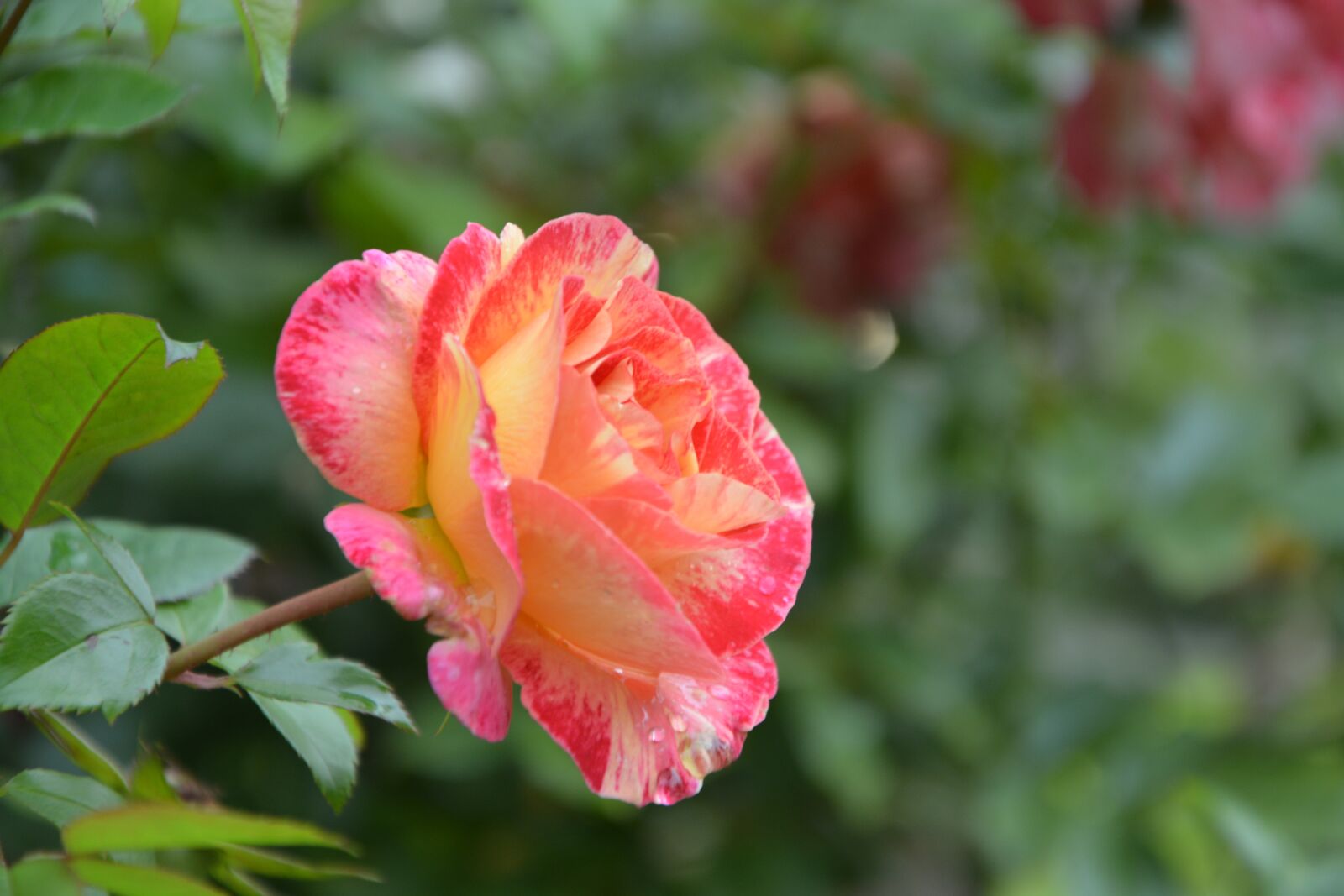 Nikon D5200 sample photo. Flower, pink, pink color photography
