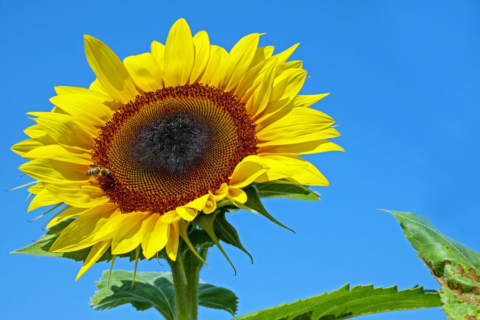 Fujifilm X-T10 + Fujifilm XF 35mm F1.4 R sample photo. Sunflower, flower, blossom photography