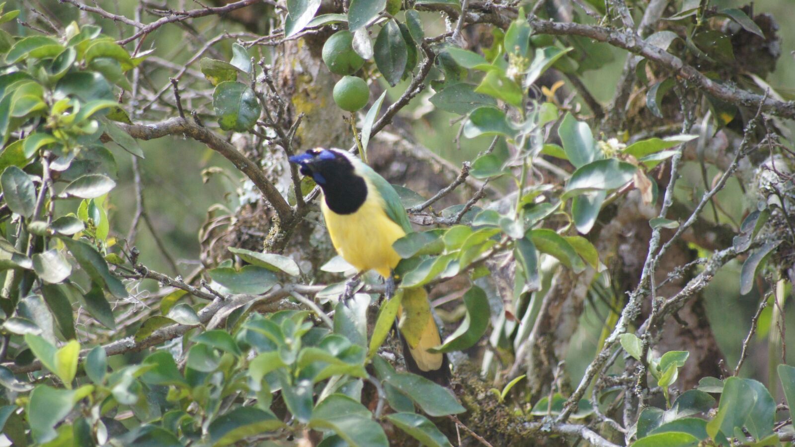 Sony SLT-A55 (SLT-A55V) sample photo. Ave, bird, colombia photography