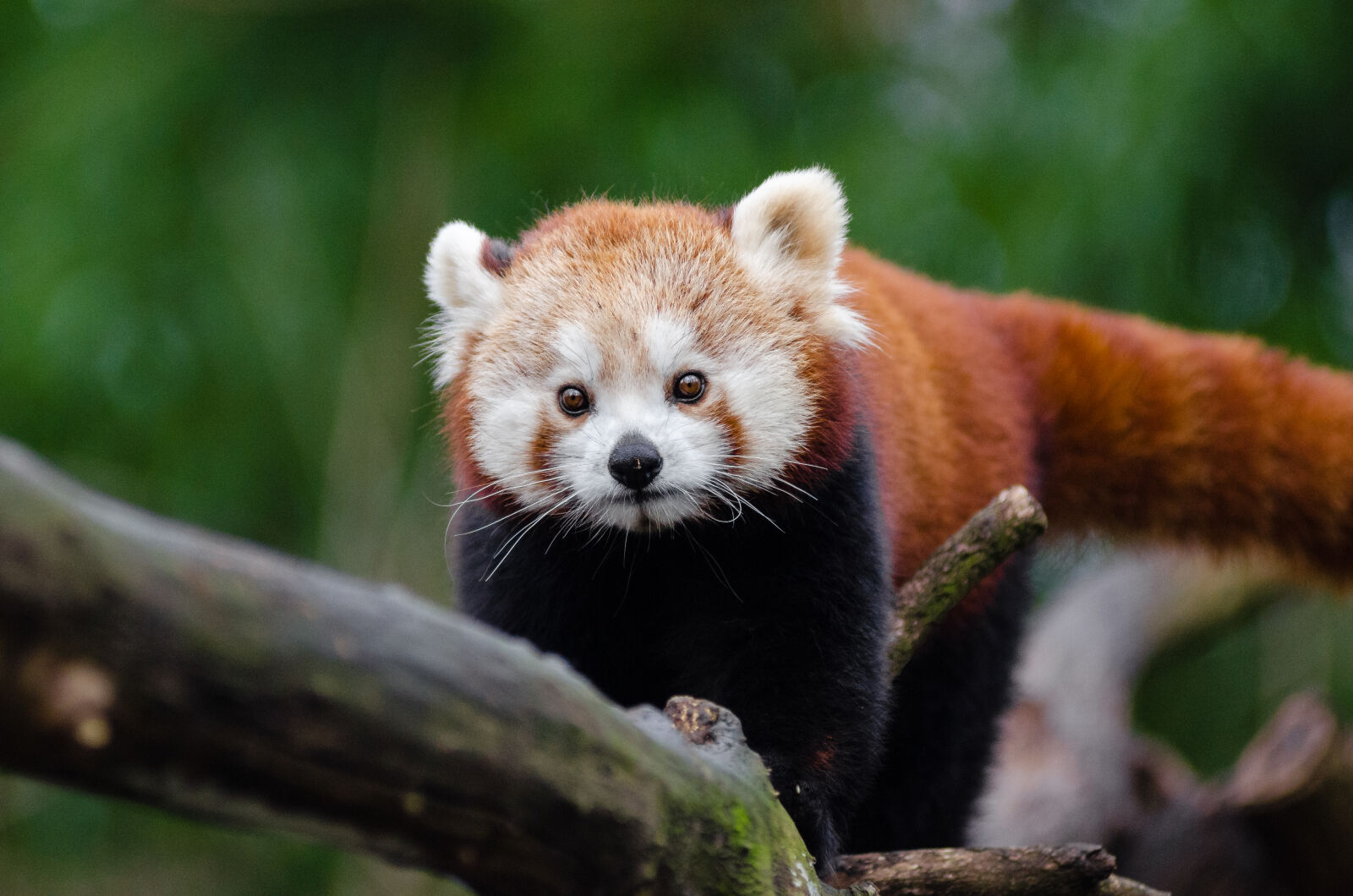 AF Zoom-Nikkor 80-200mm f/2.8 ED sample photo