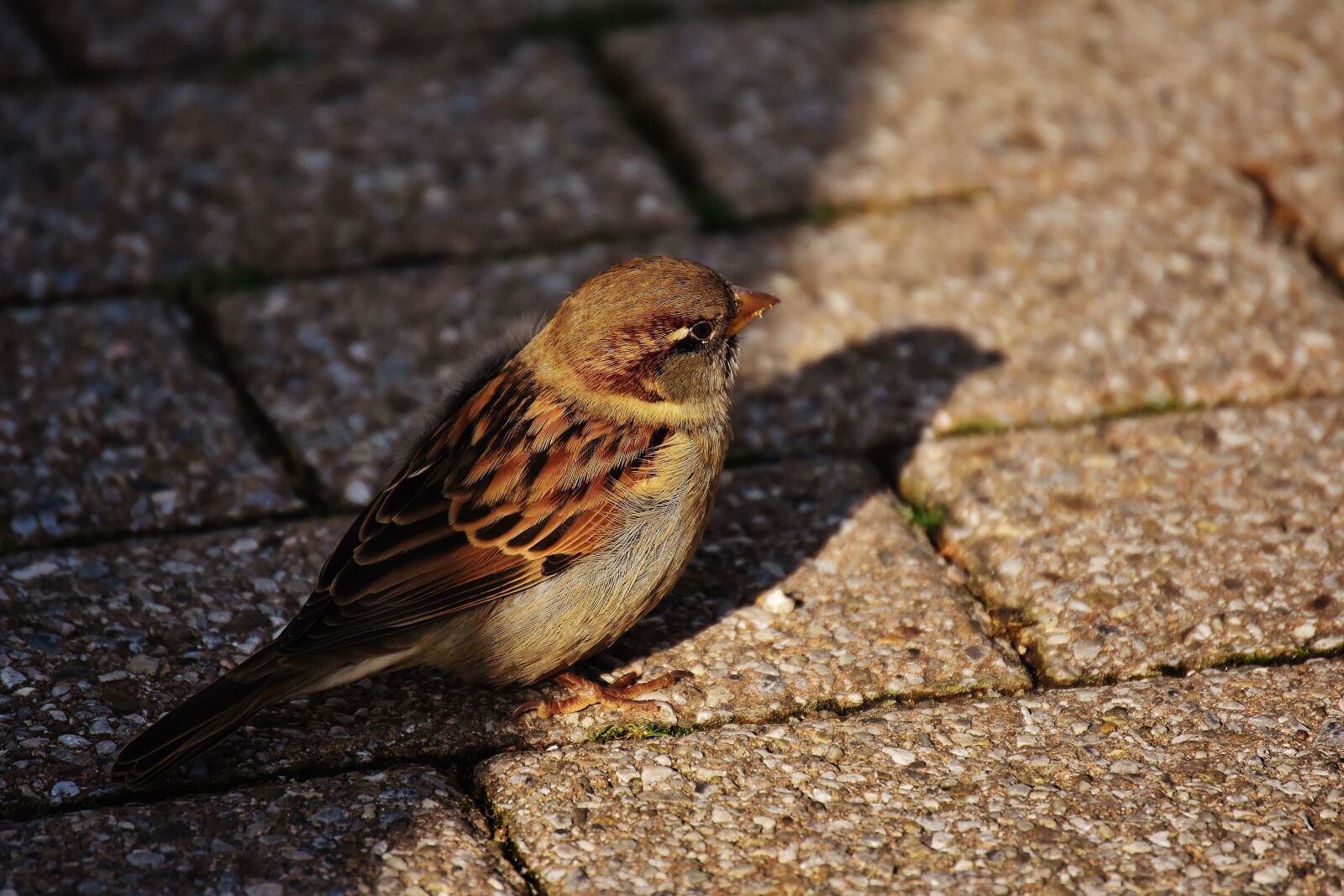Nikon D7200 sample photo. Sparrow, bird, small photography