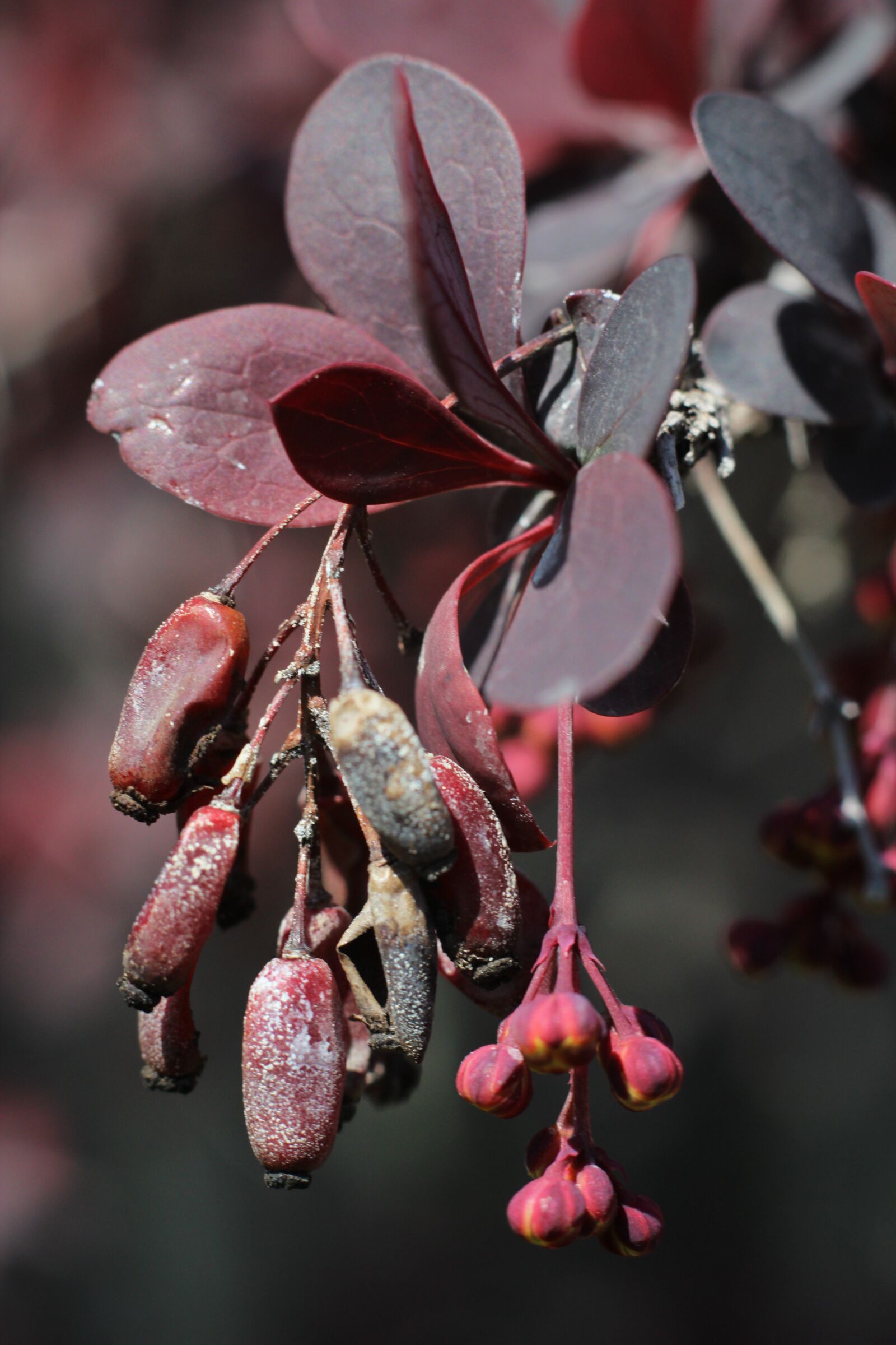 Canon EOS 600D (Rebel EOS T3i / EOS Kiss X5) + Canon EF 50mm F1.8 II sample photo. Plant, purple, nature photography