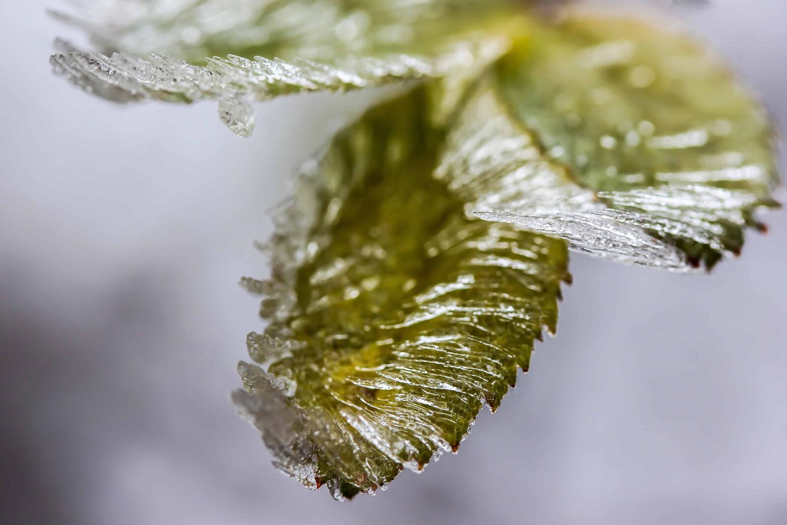 Canon EOS 1100D (EOS Rebel T3 / EOS Kiss X50) sample photo. Macro, detail, leaf, winter photography