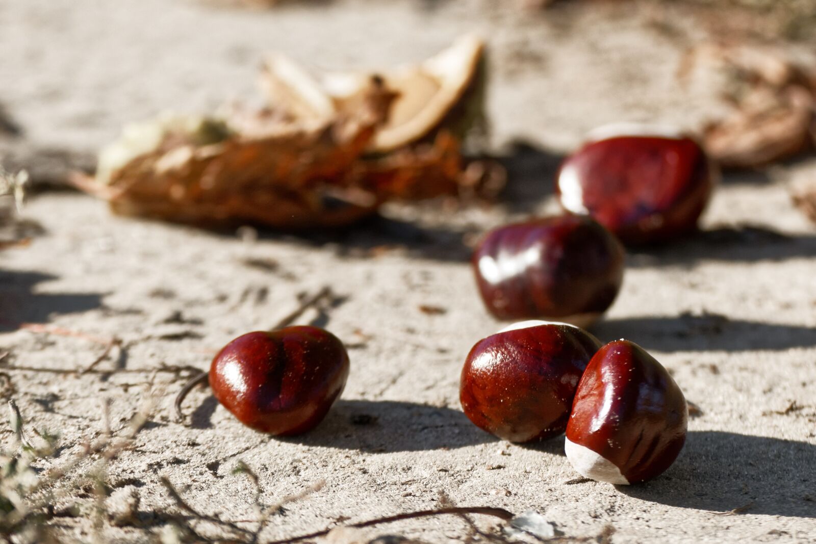 Nikon D5200 sample photo. Chestnut, chestnuts, brown photography