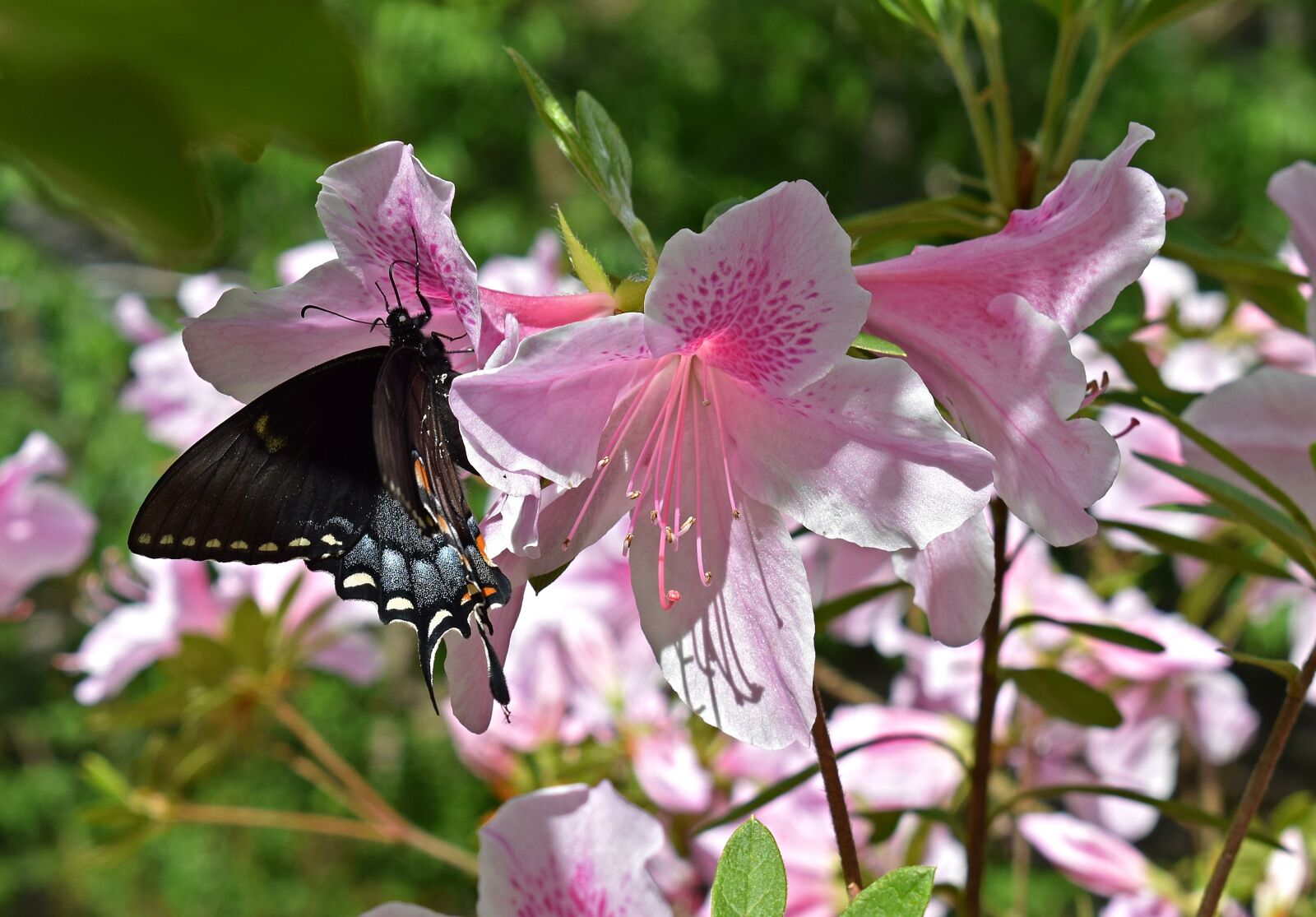 Nikon D3300 sample photo. Butterfly in azalea, azalea photography
