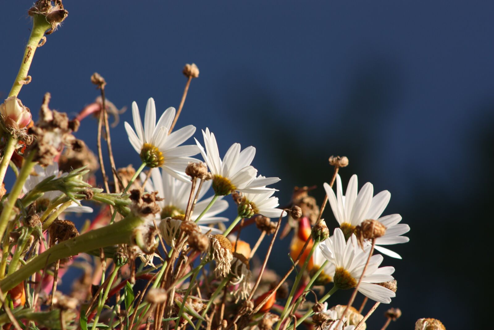 Canon EOS 450D (EOS Rebel XSi / EOS Kiss X2) sample photo. White flowers, marguerite, daisies photography